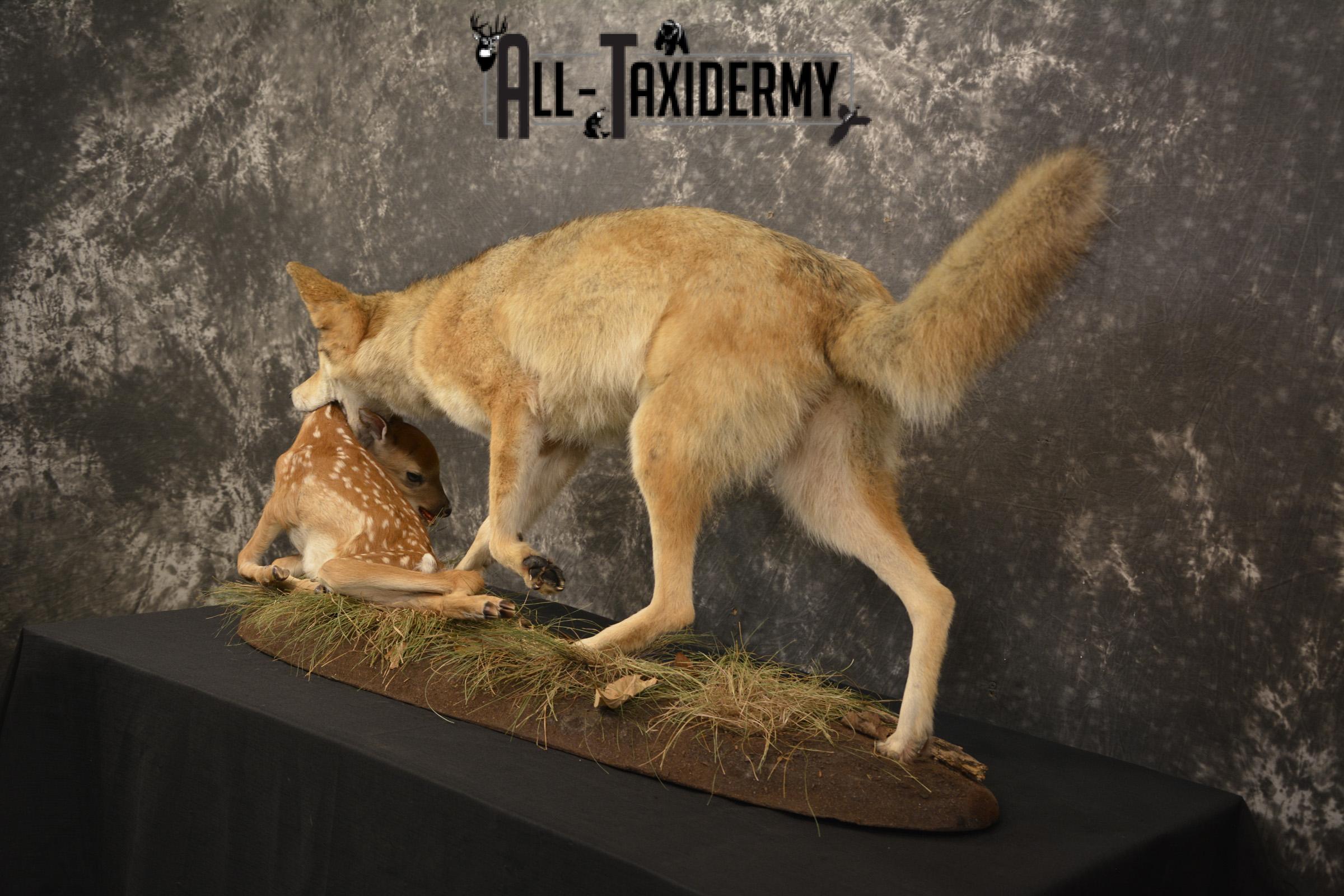 Cotoye with Whitetail Fawn taxidermy mount ofr sale SKU 2132 - Image 10