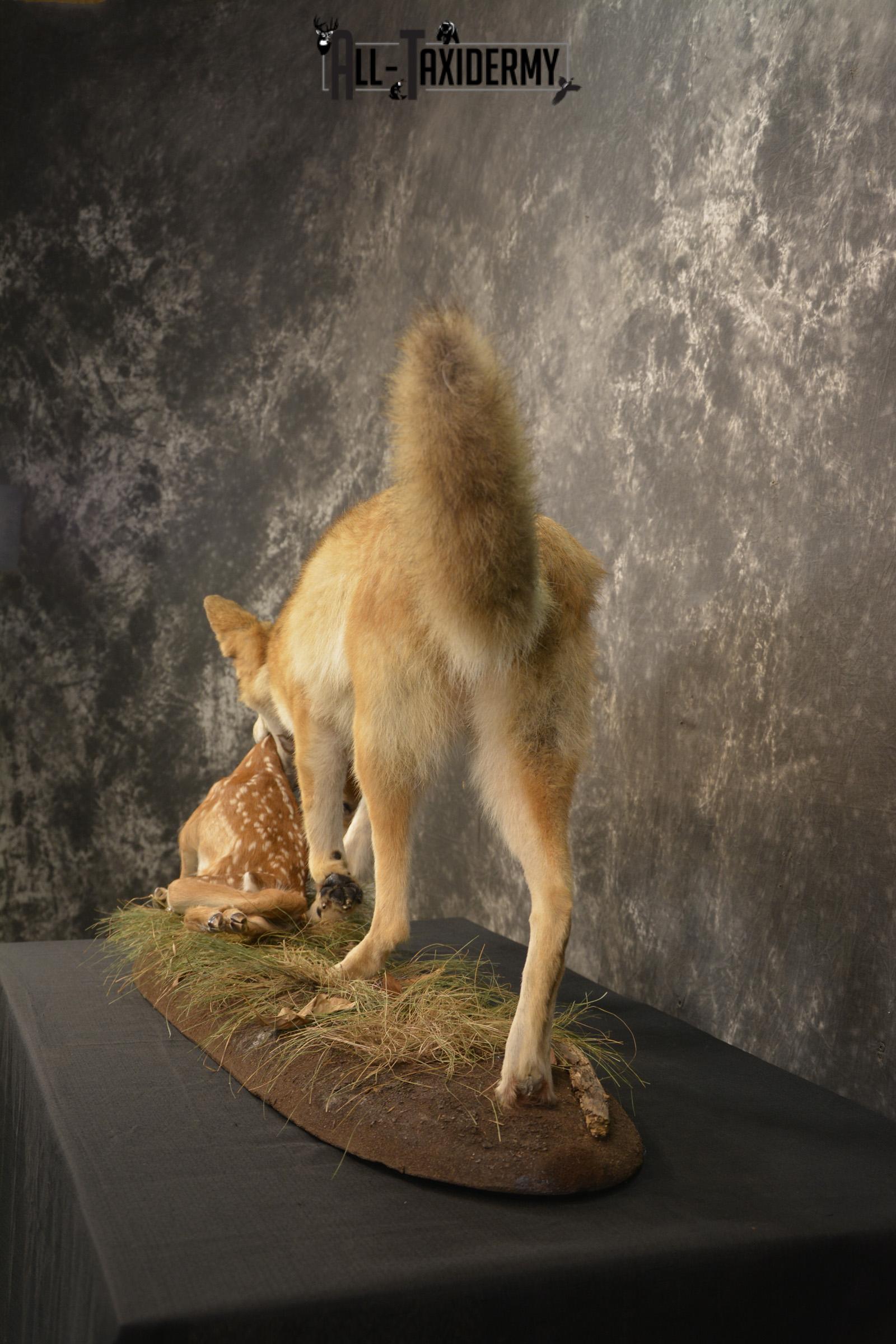 Cotoye with Whitetail Fawn taxidermy mount ofr sale SKU 2132 - Image 9
