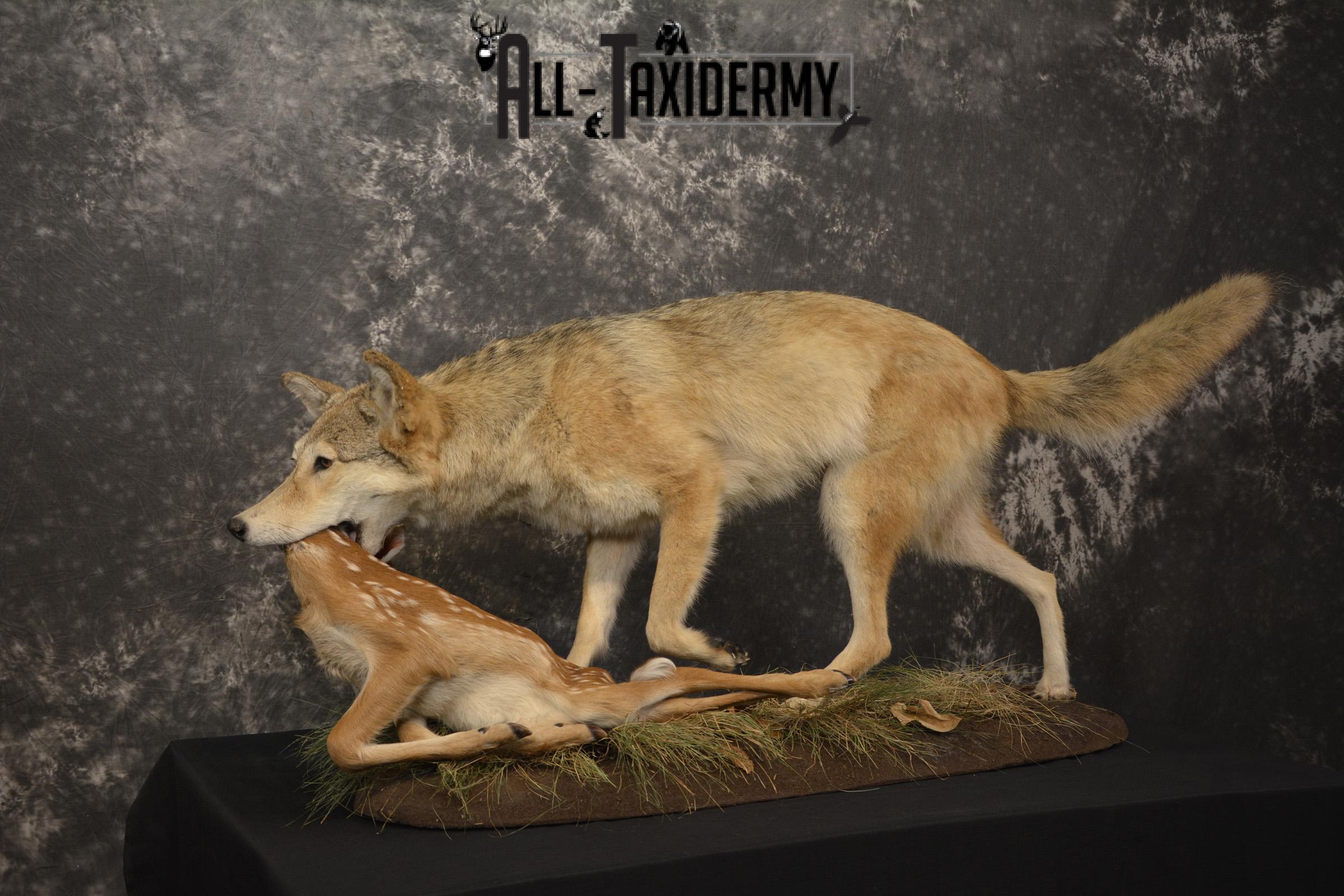 Cotoye with Whitetail Fawn taxidermy mount ofr sale SKU 2132 - Image 8
