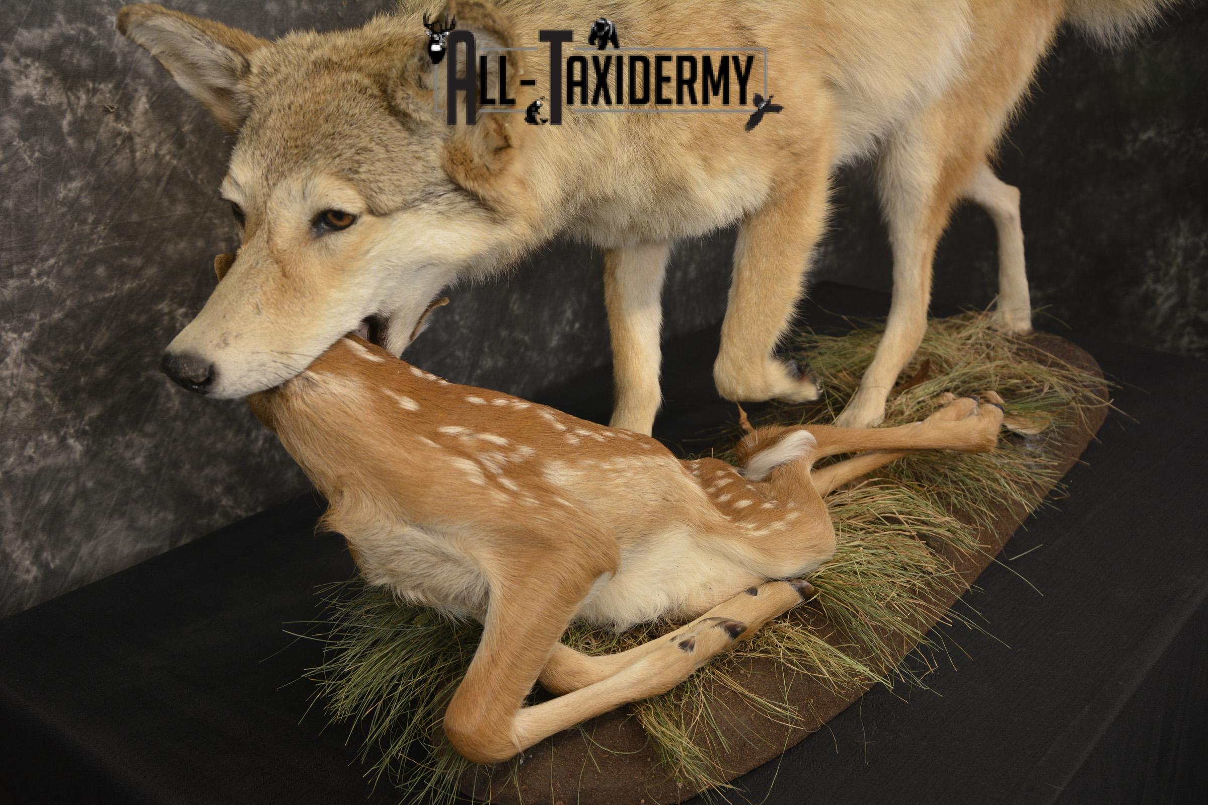 Cotoye with Whitetail Fawn taxidermy mount ofr sale SKU 2132 - Image 6
