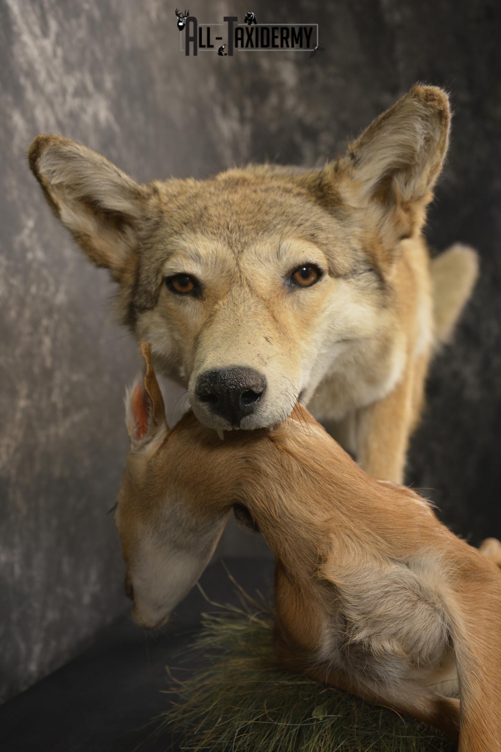 Cotoye with Whitetail Fawn taxidermy mount ofr sale SKU 2132 - Image 5