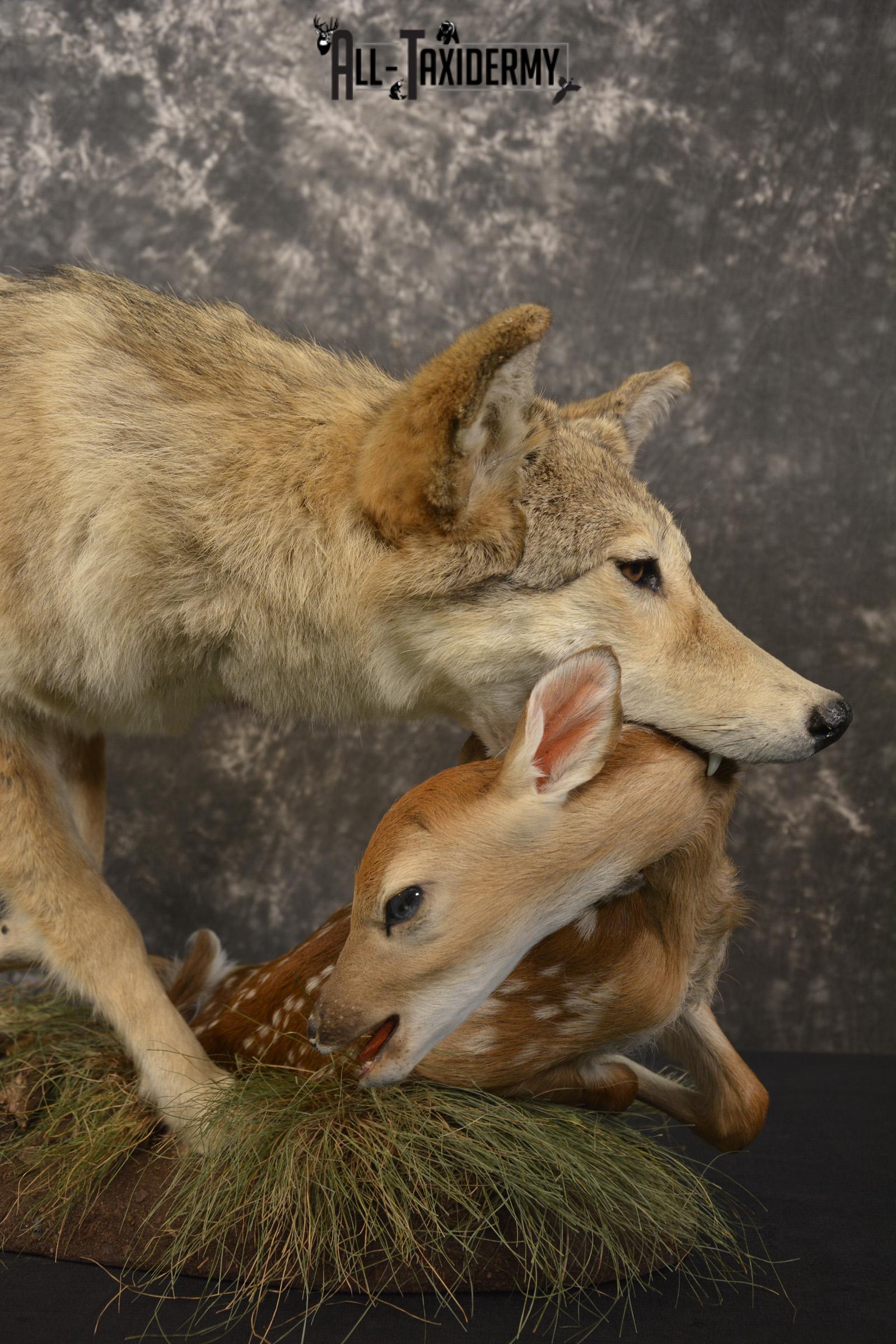 Cotoye with Whitetail Fawn taxidermy mount ofr sale SKU 2132 - Image 4