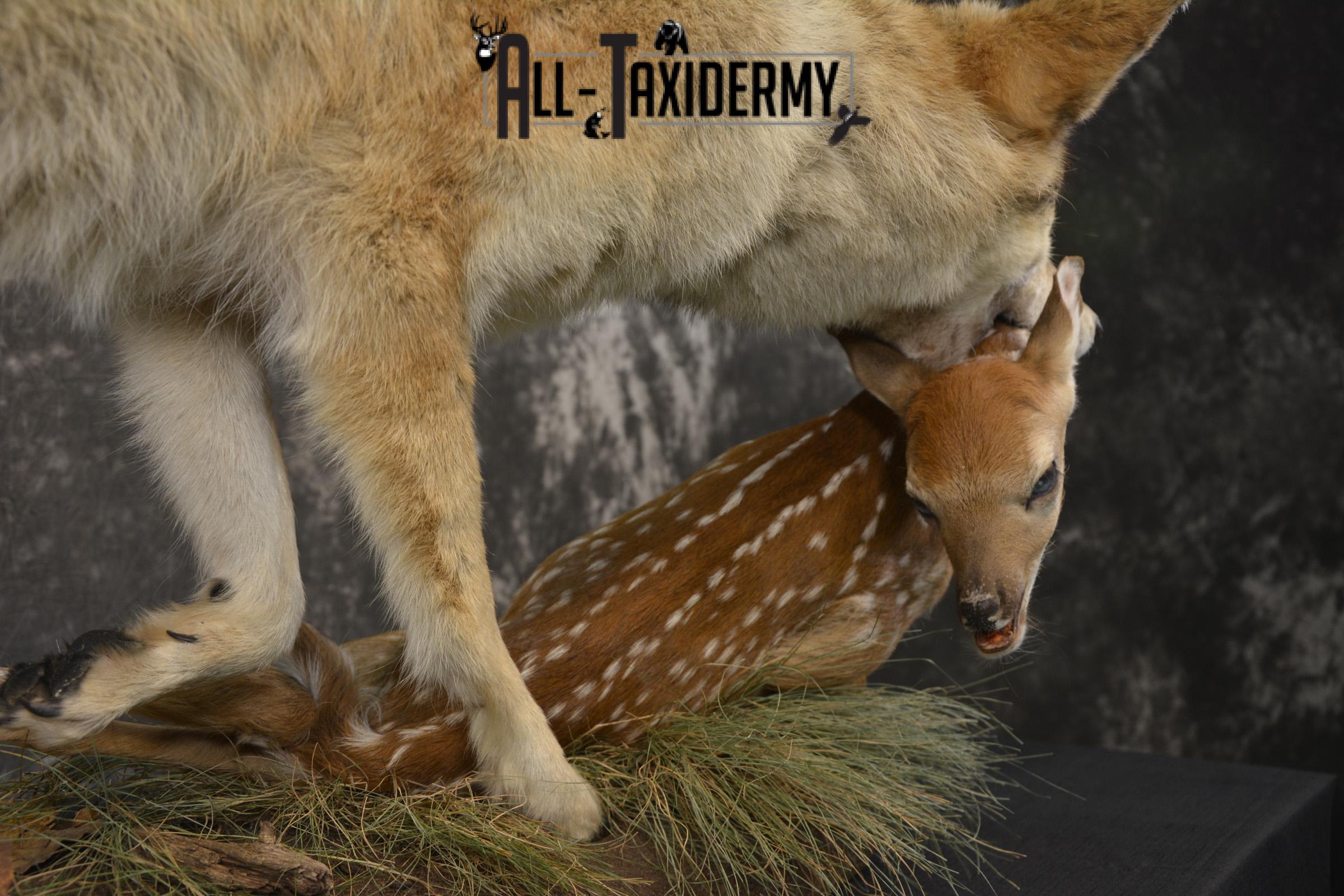 Cotoye with Whitetail Fawn taxidermy mount ofr sale SKU 2132 - Image 3