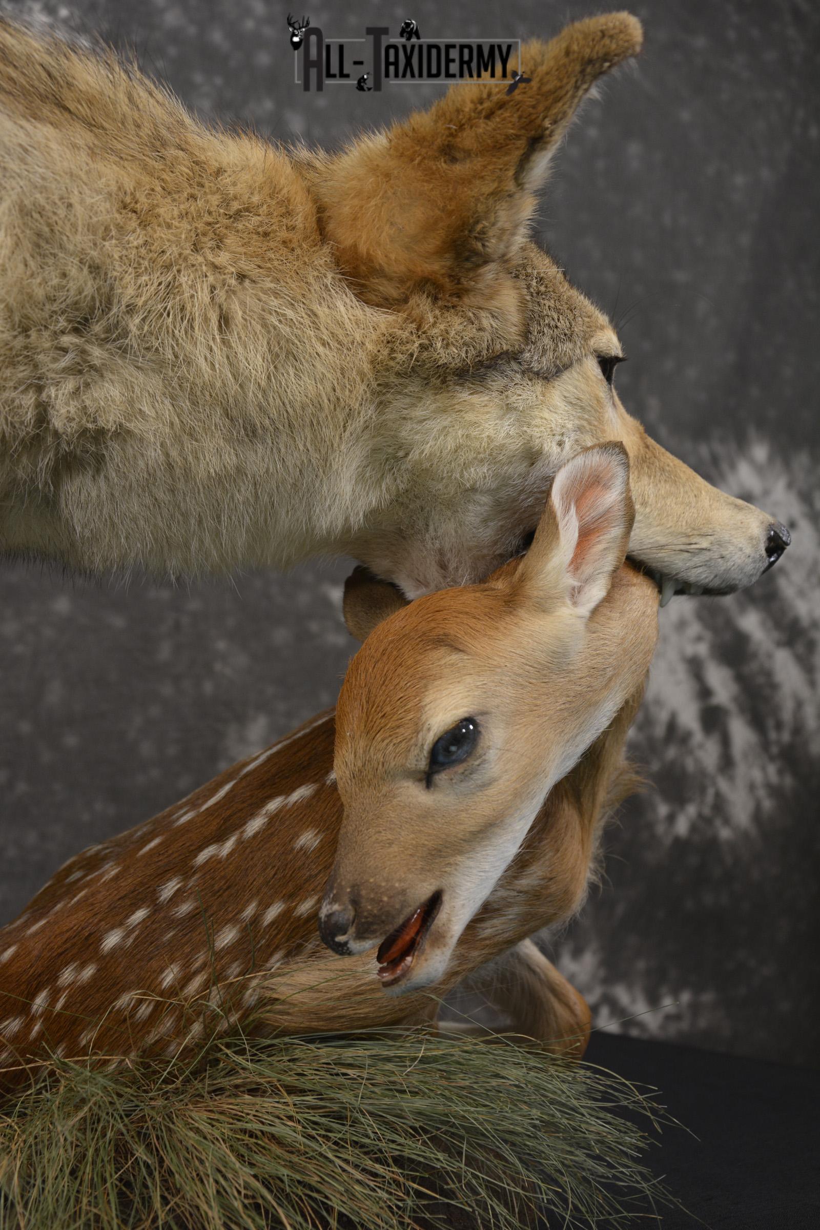 Cotoye with Whitetail Fawn taxidermy mount ofr sale SKU 2132 - Image 2