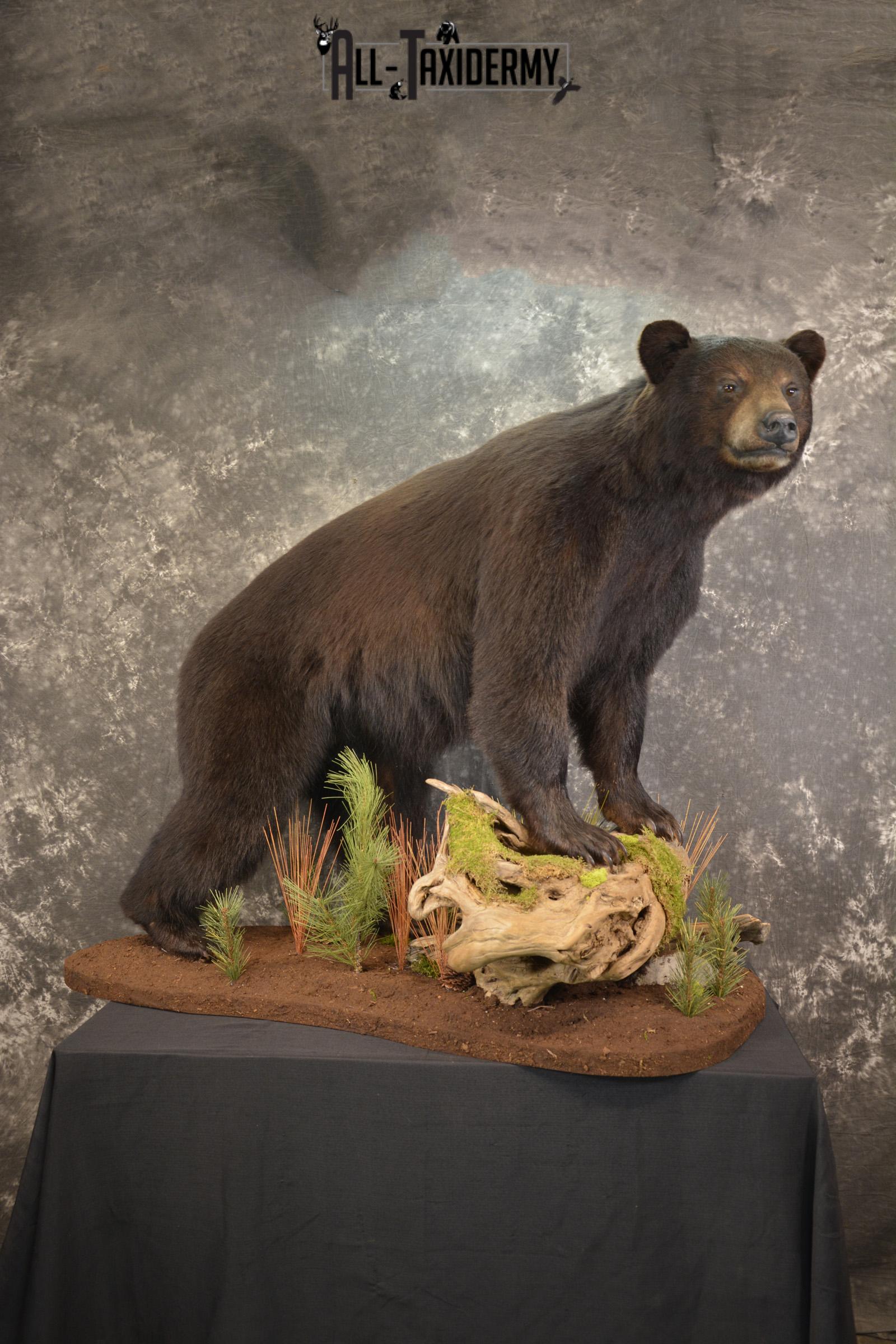 Full Body Black Bear taxidermy mount for sale SKU 2135