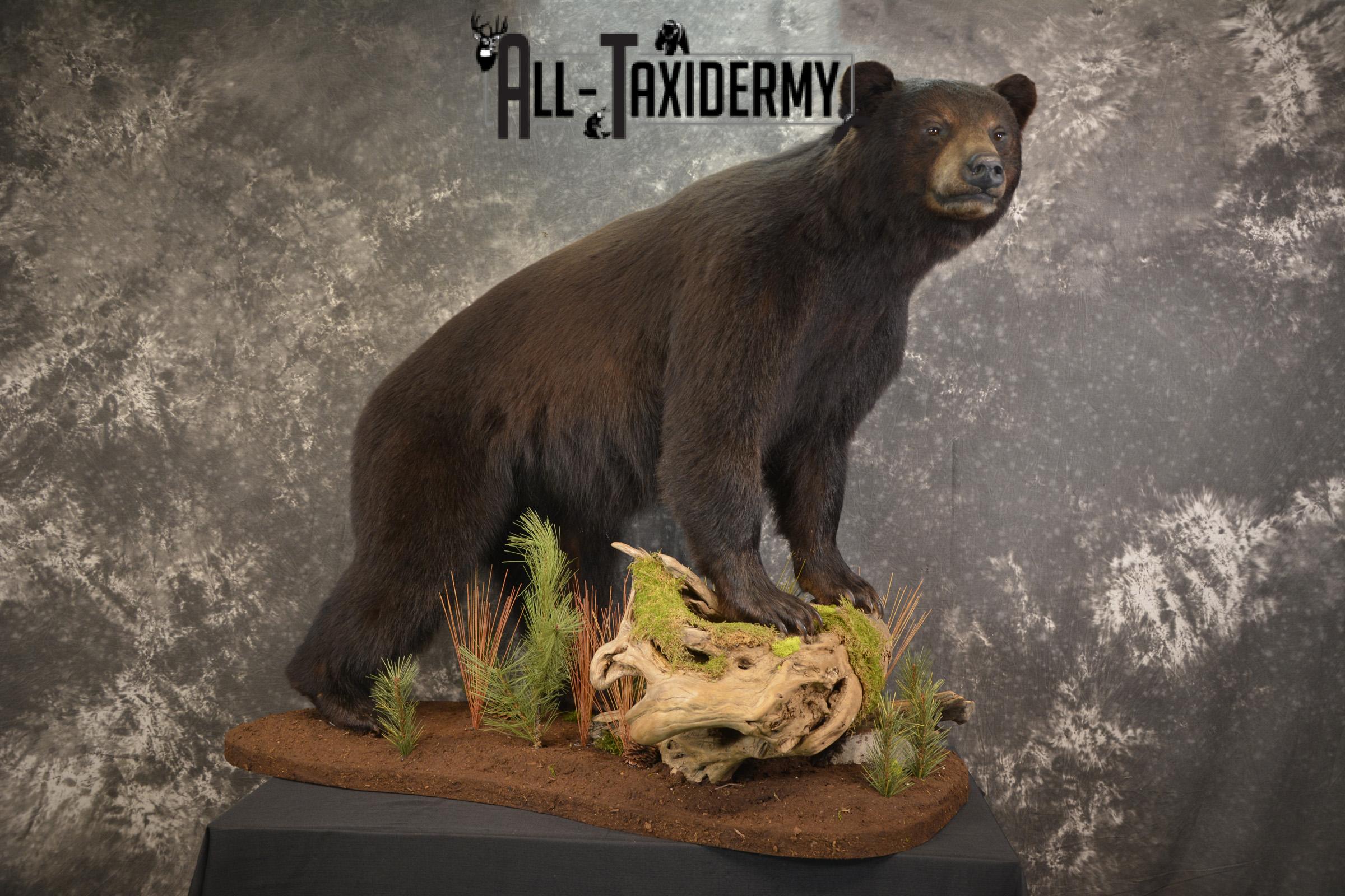 Full Body Black Bear taxidermy mount for sale SKU 2135 - Image 13