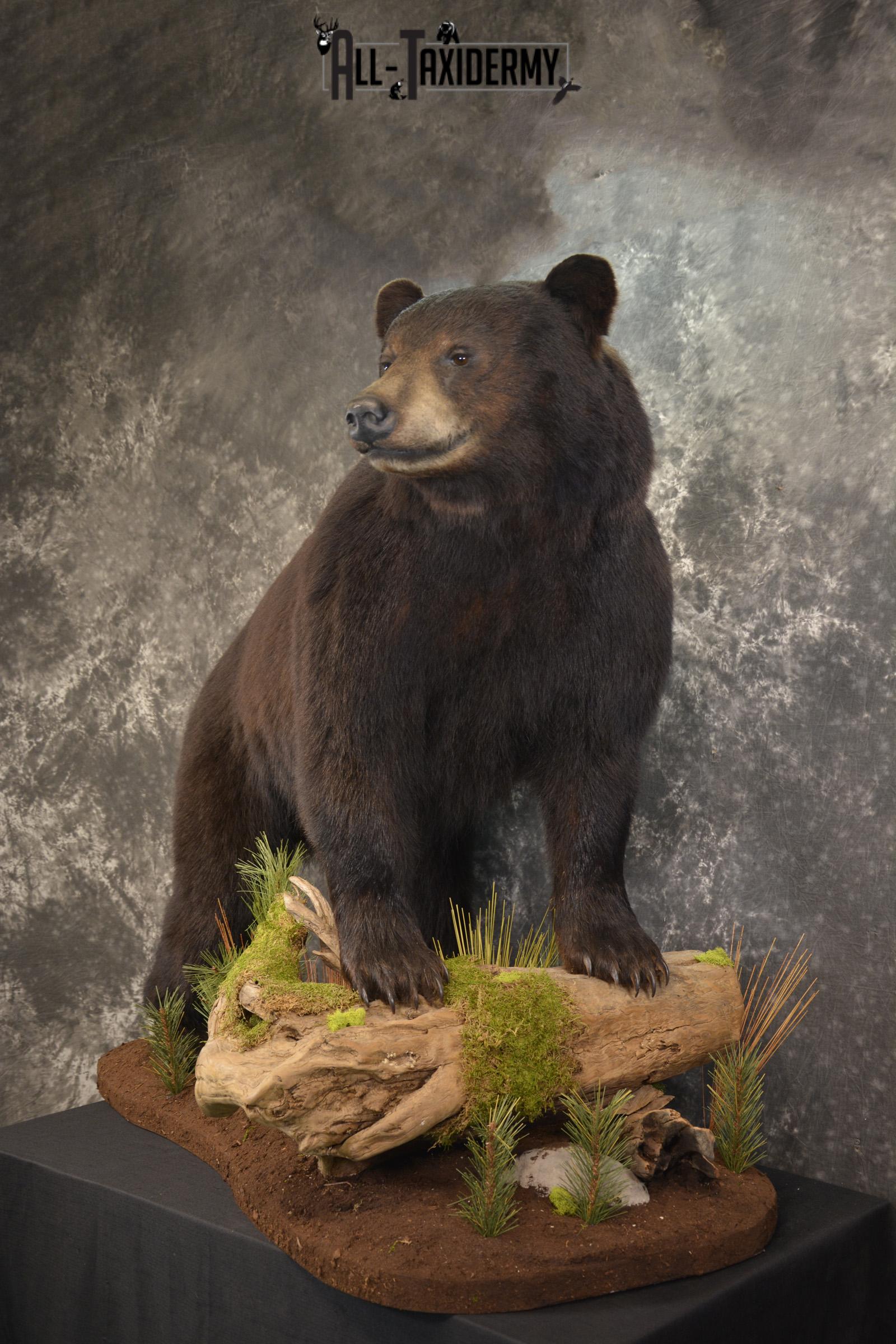 Full Body Black Bear taxidermy mount for sale SKU 2135 - Image 12