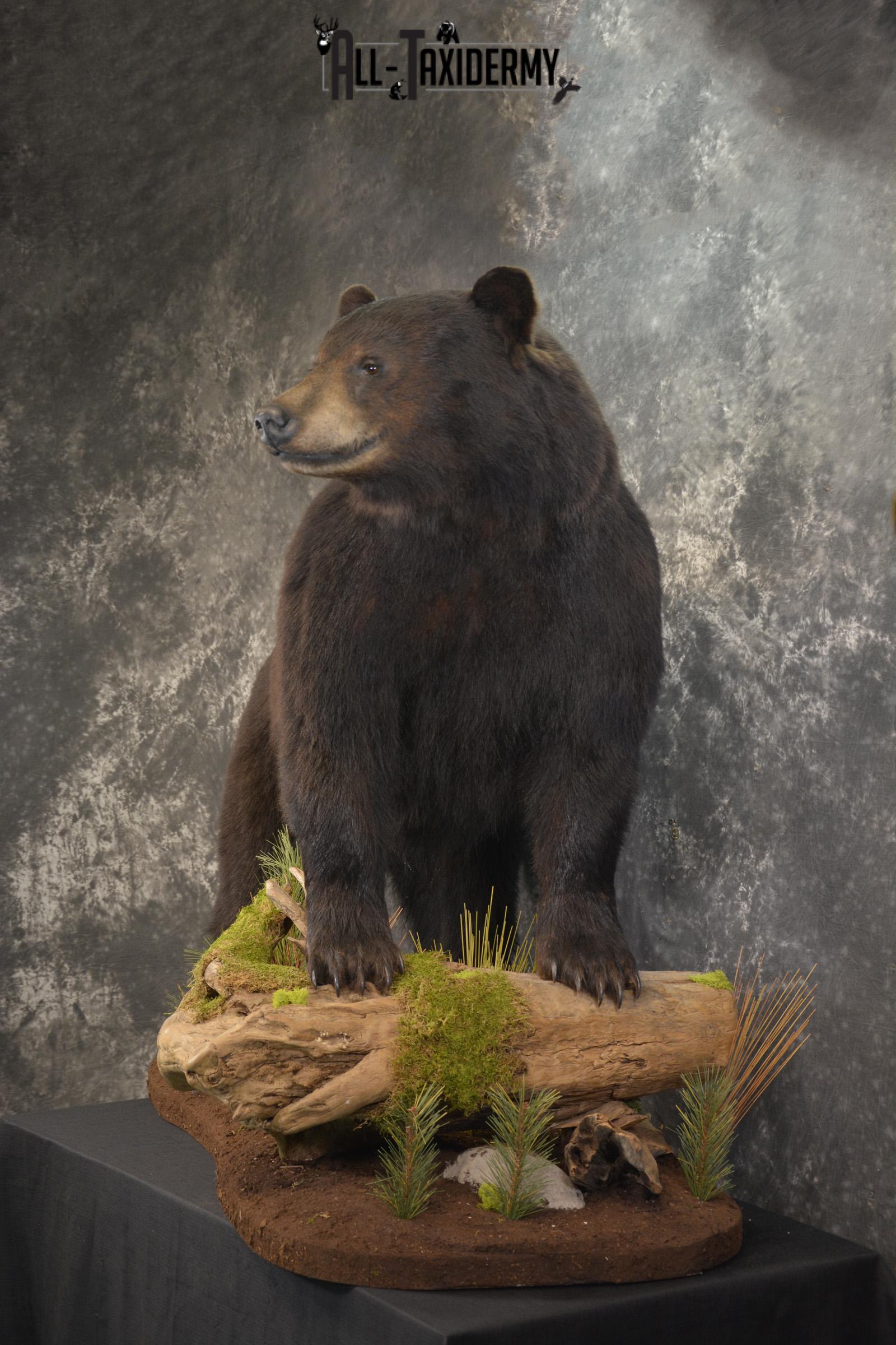 Full Body Black Bear taxidermy mount for sale SKU 2135 - Image 11