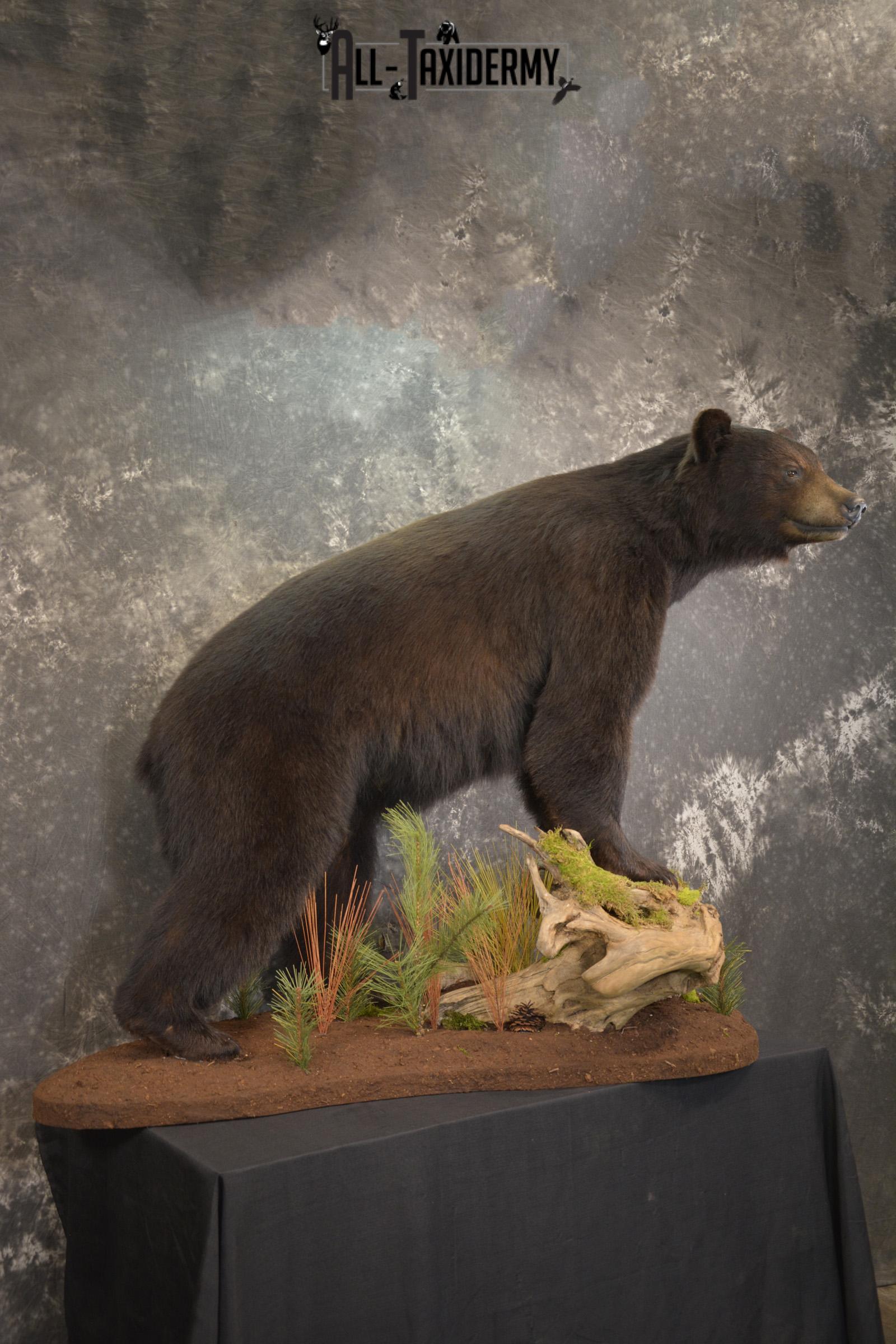 Full Body Black Bear taxidermy mount for sale SKU 2135 - Image 10