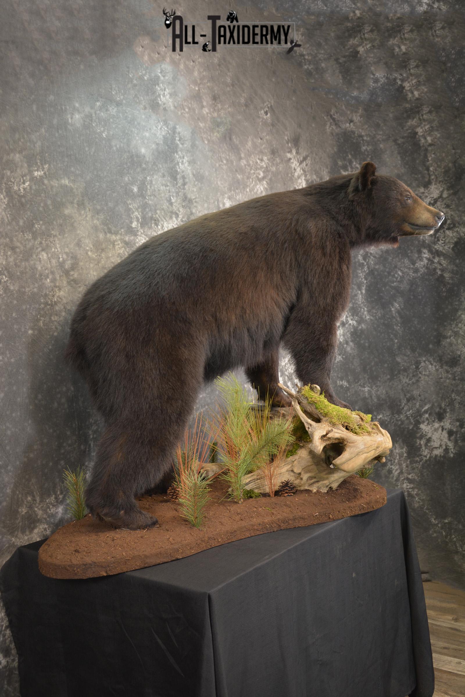 Full Body Black Bear taxidermy mount for sale SKU 2135 - Image 9