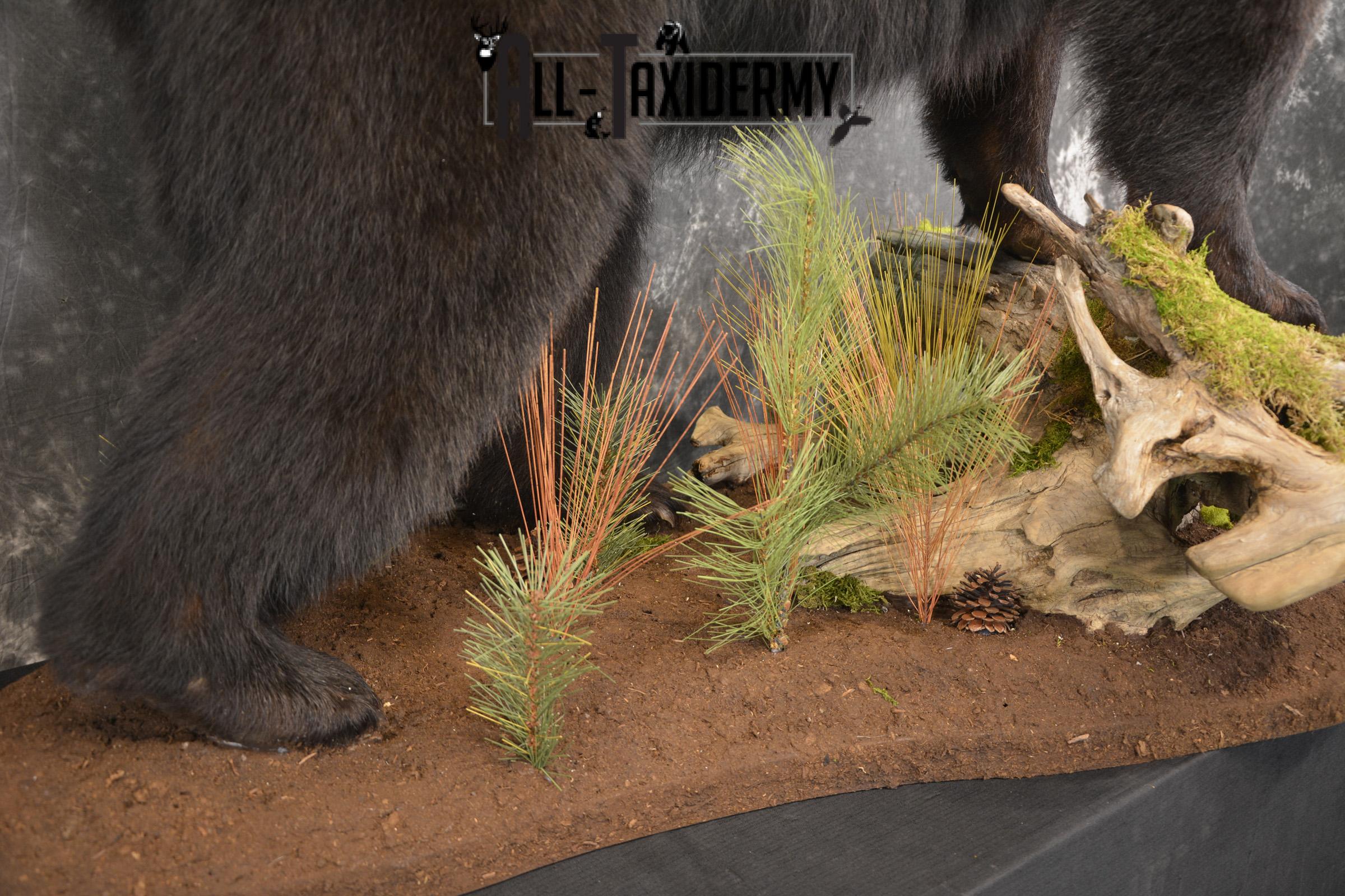 Full Body Black Bear taxidermy mount for sale SKU 2135 - Image 8