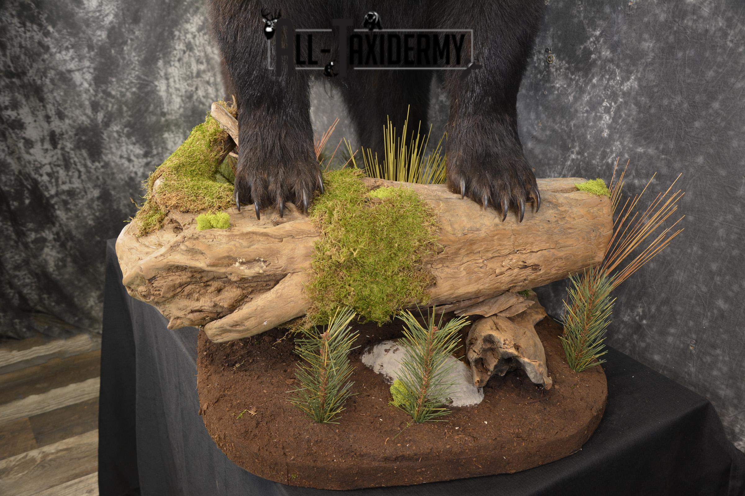 Full Body Black Bear taxidermy mount for sale SKU 2135 - Image 7