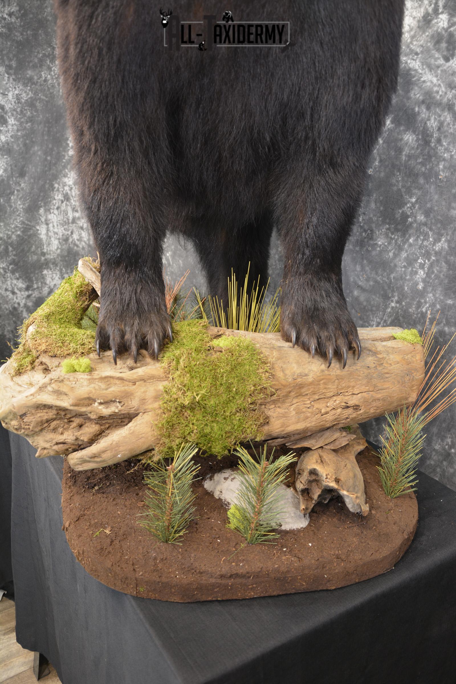 Full Body Black Bear taxidermy mount for sale SKU 2135 - Image 6