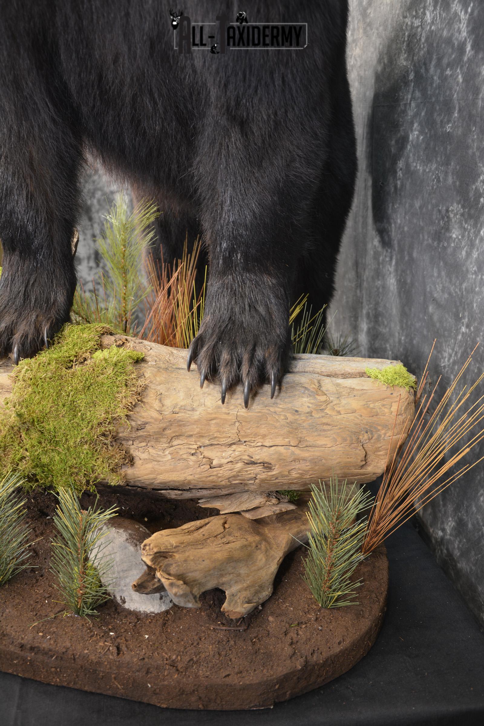 Full Body Black Bear taxidermy mount for sale SKU 2135 - Image 5