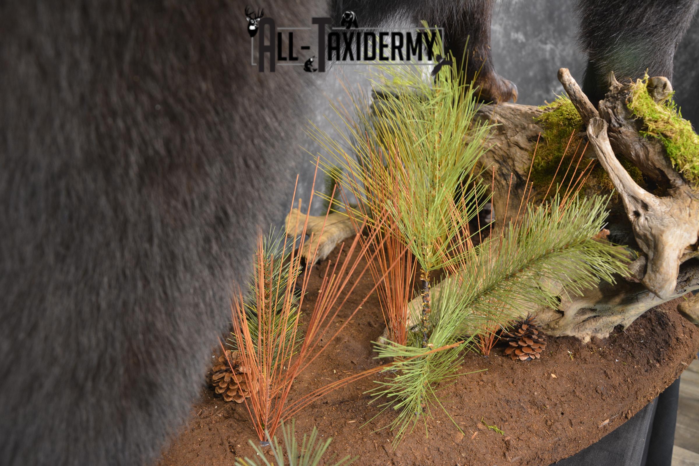 Full Body Black Bear taxidermy mount for sale SKU 2135 - Image 4