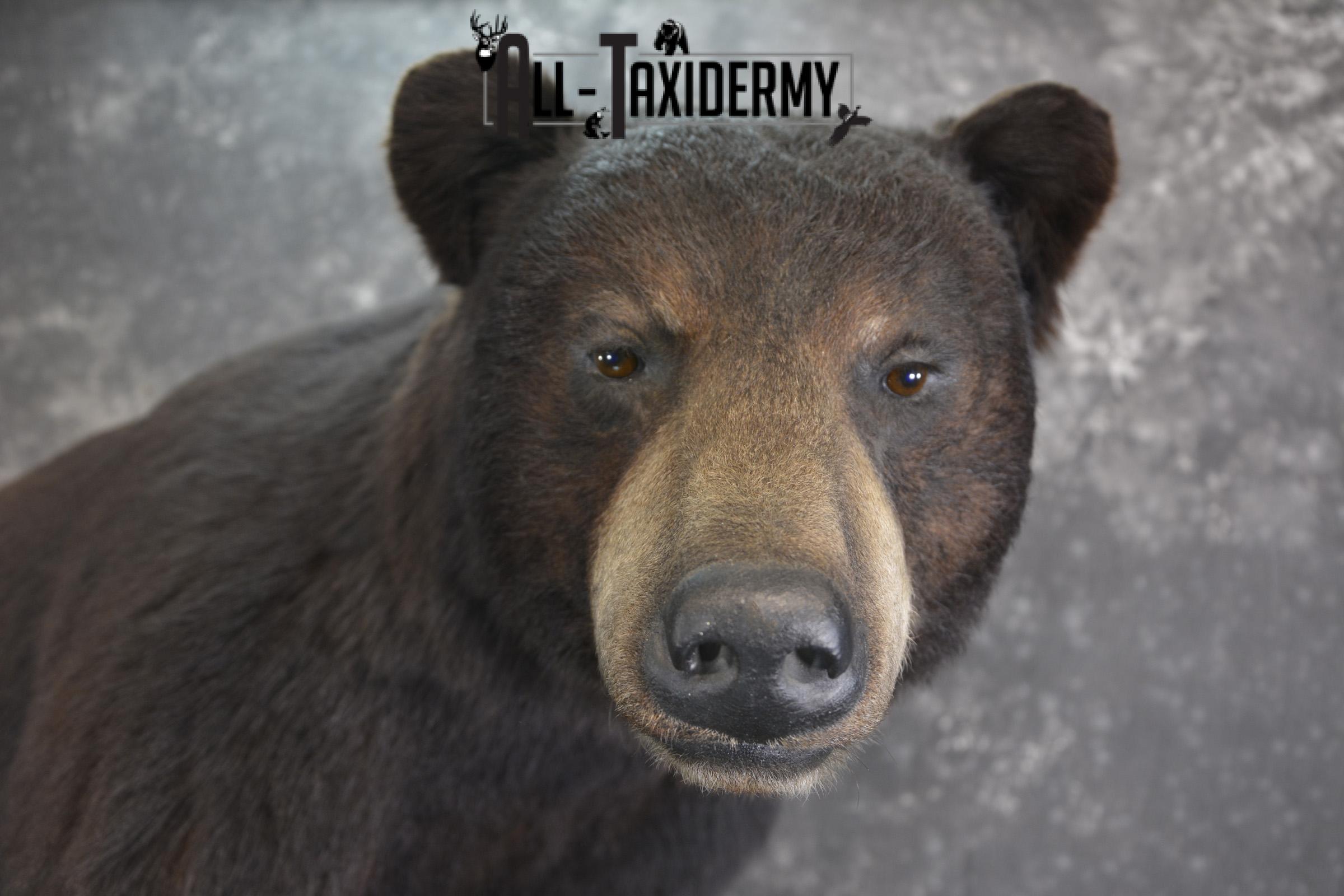 Full Body Black Bear taxidermy mount for sale SKU 2135 - Image 3