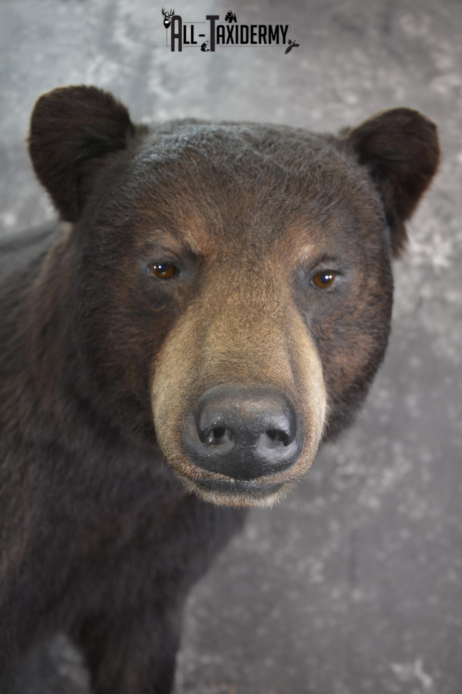 Full Body Black Bear taxidermy mount for sale SKU 2135 - Image 2