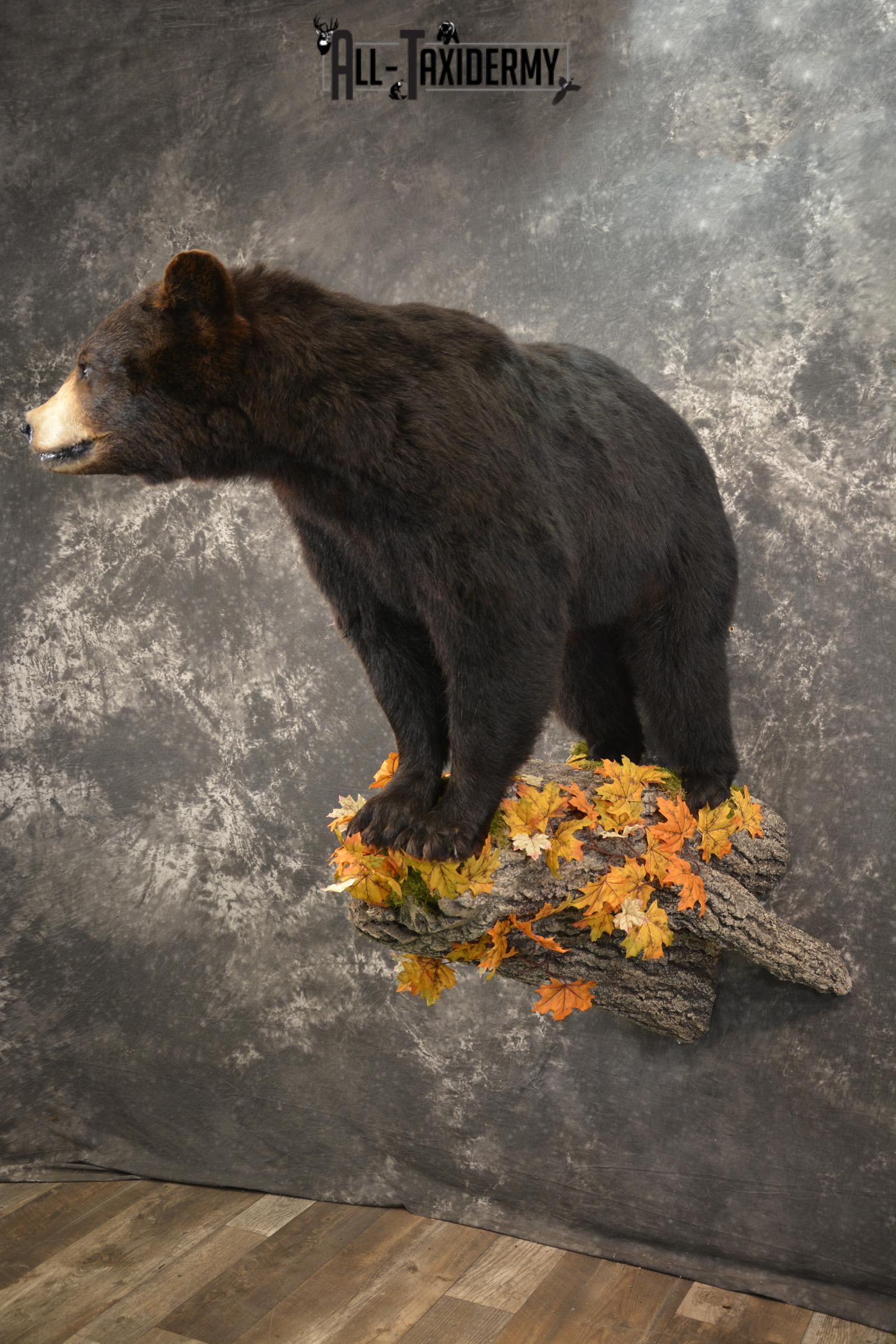 Full Body Black Bear Taxidermy Mount for Sale SKU 2093 - Image 9