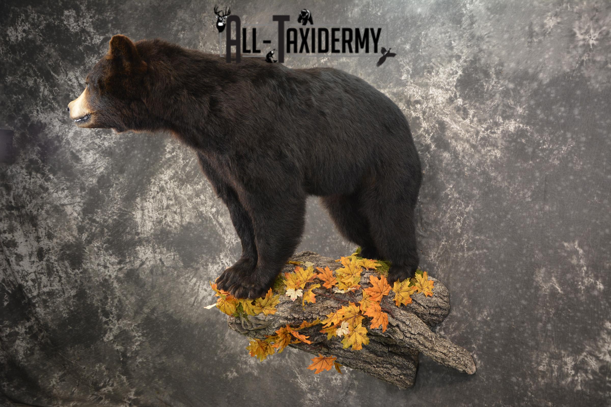 Full Body Black Bear Taxidermy Mount for Sale SKU 2093 - Image 8