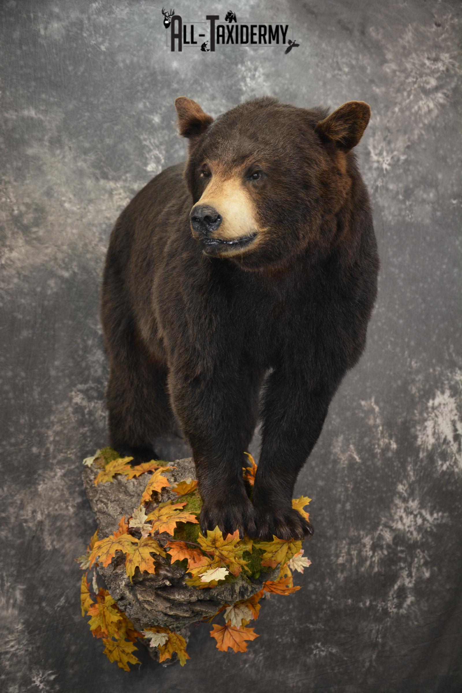 Full Body Black Bear Taxidermy Mount for Sale SKU 2093 - Image 7