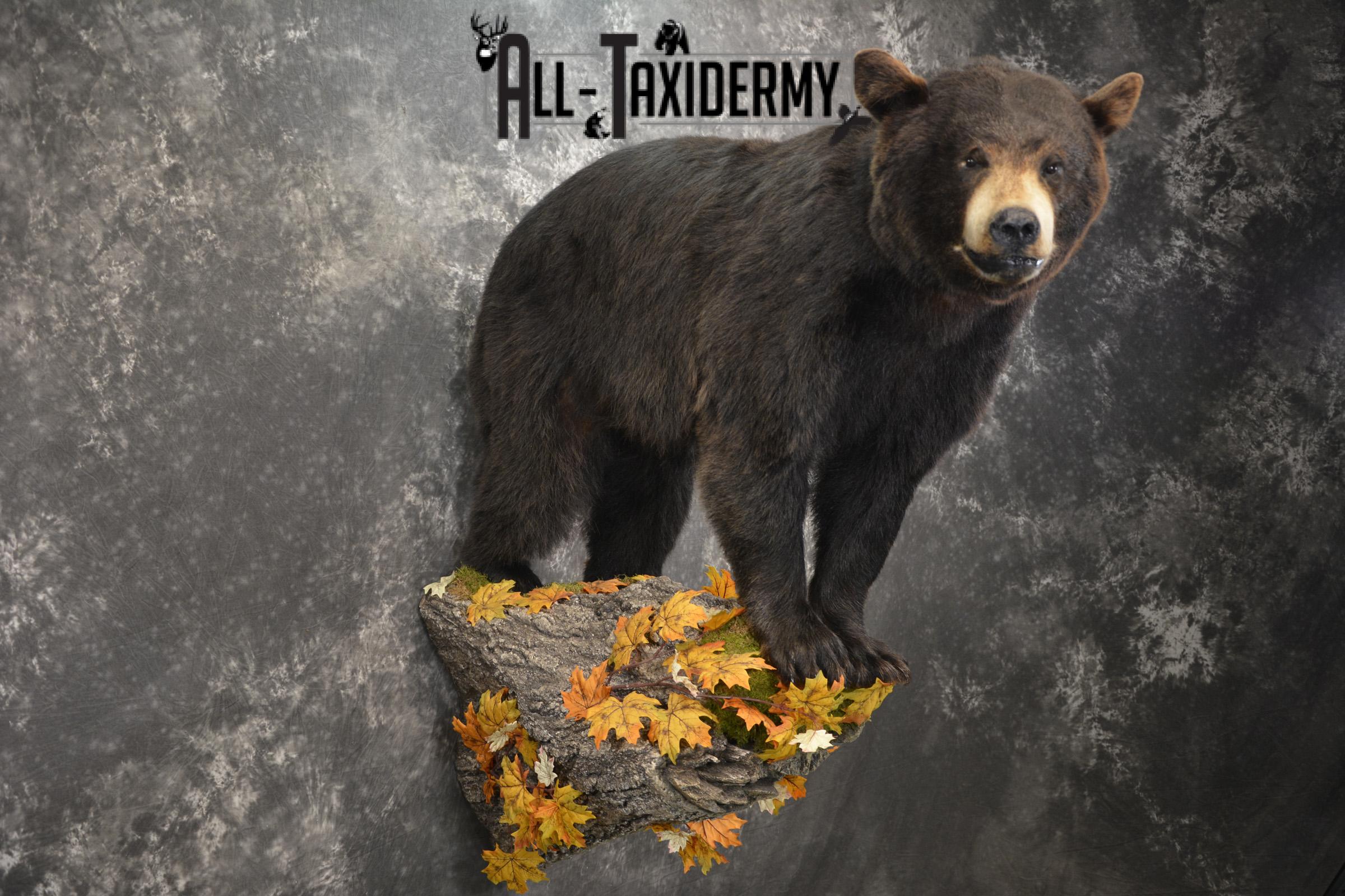 Full Body Black Bear Taxidermy Mount for Sale SKU 2093 - Image 6