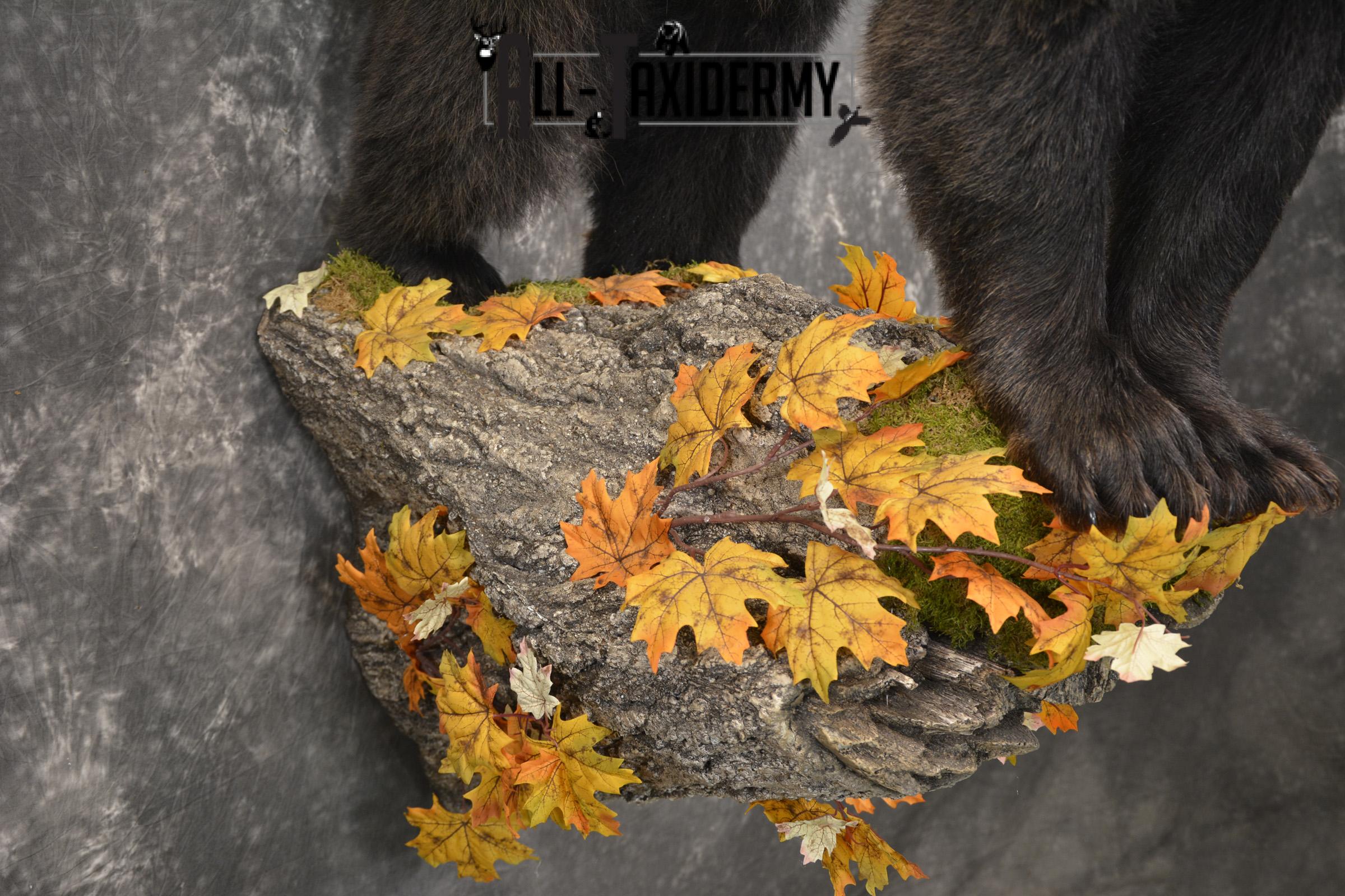 Full Body Black Bear Taxidermy Mount for Sale SKU 2093 - Image 5