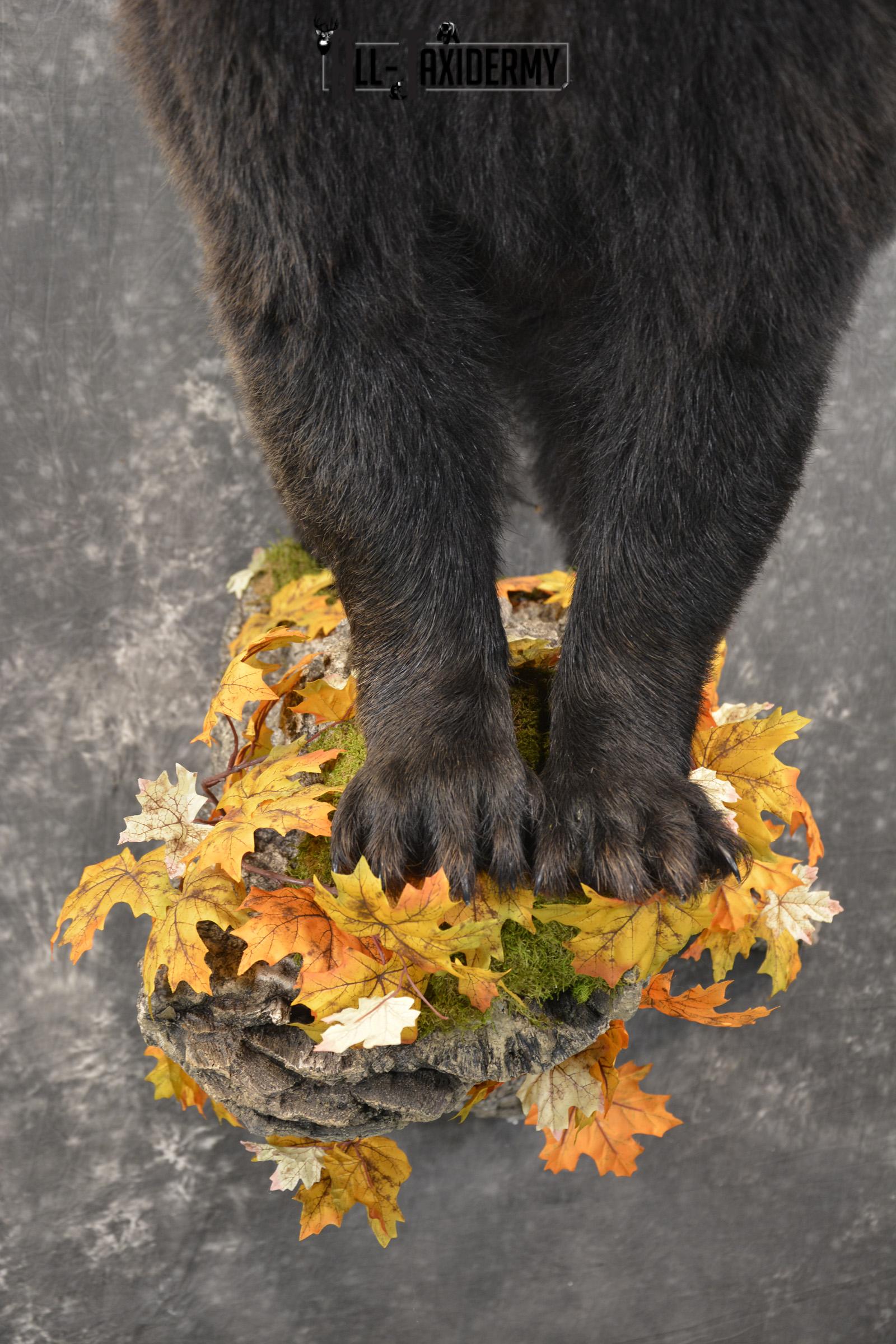 Full Body Black Bear Taxidermy Mount for Sale SKU 2093 - Image 4
