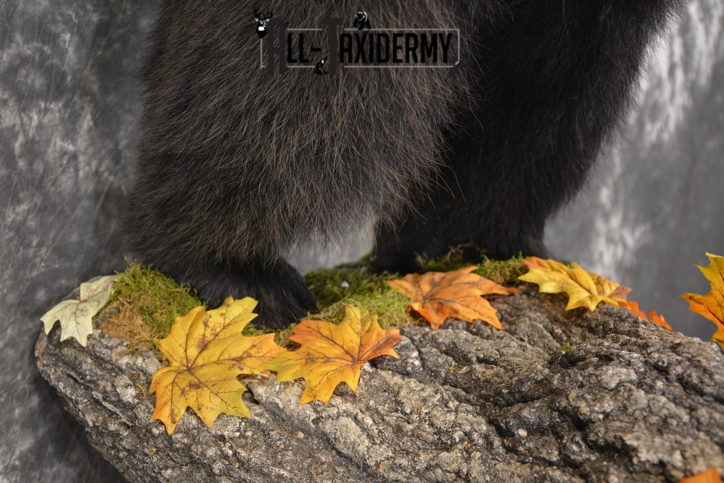 Full Body Black Bear Taxidermy Mount for Sale SKU 2093 - Image 3