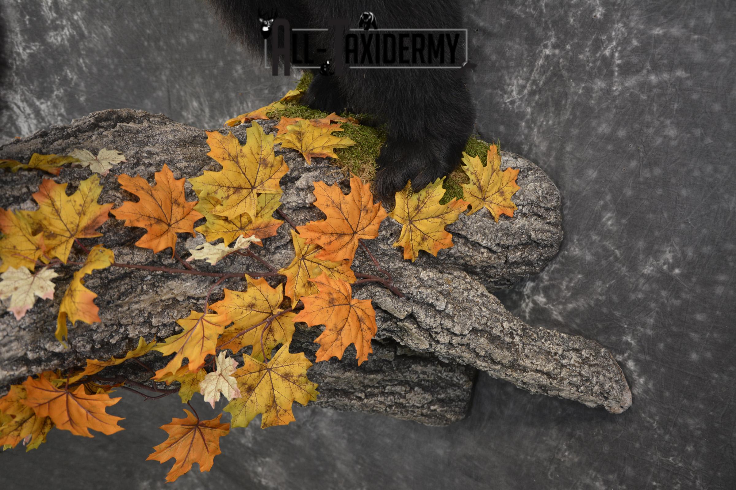 Full Body Black Bear Taxidermy Mount for Sale SKU 2093 - Image 2