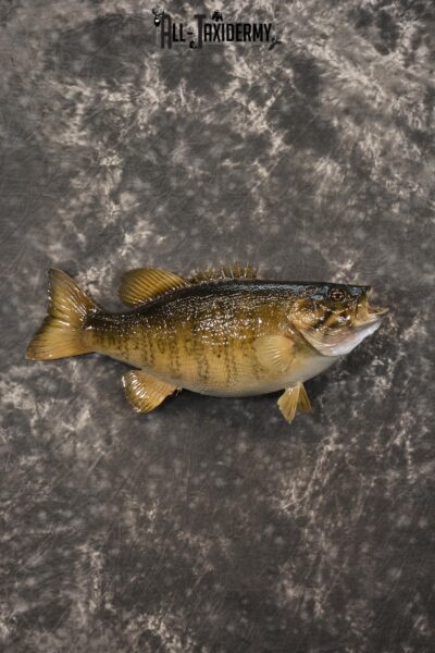 Small Mouth Bass taxidermy mount for sale SKU 2139