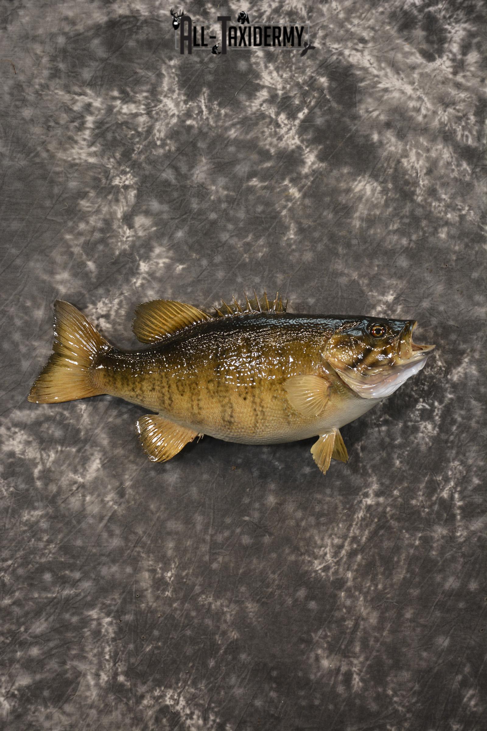 Small Mouth Bass taxidermy mount for sale SKU 2139