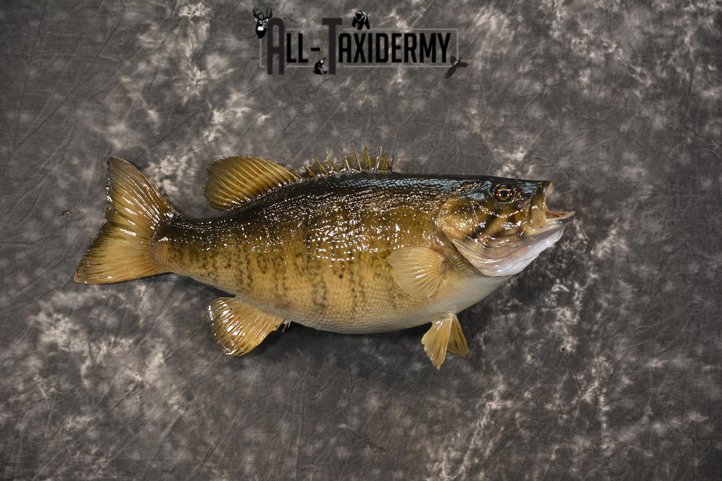 Small Mouth Bass taxidermy mount for sale SKU 2139 - Image 6