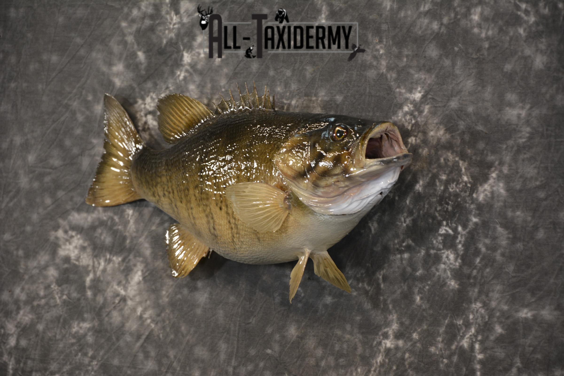 Small Mouth Bass taxidermy mount for sale SKU 2139 - Image 5