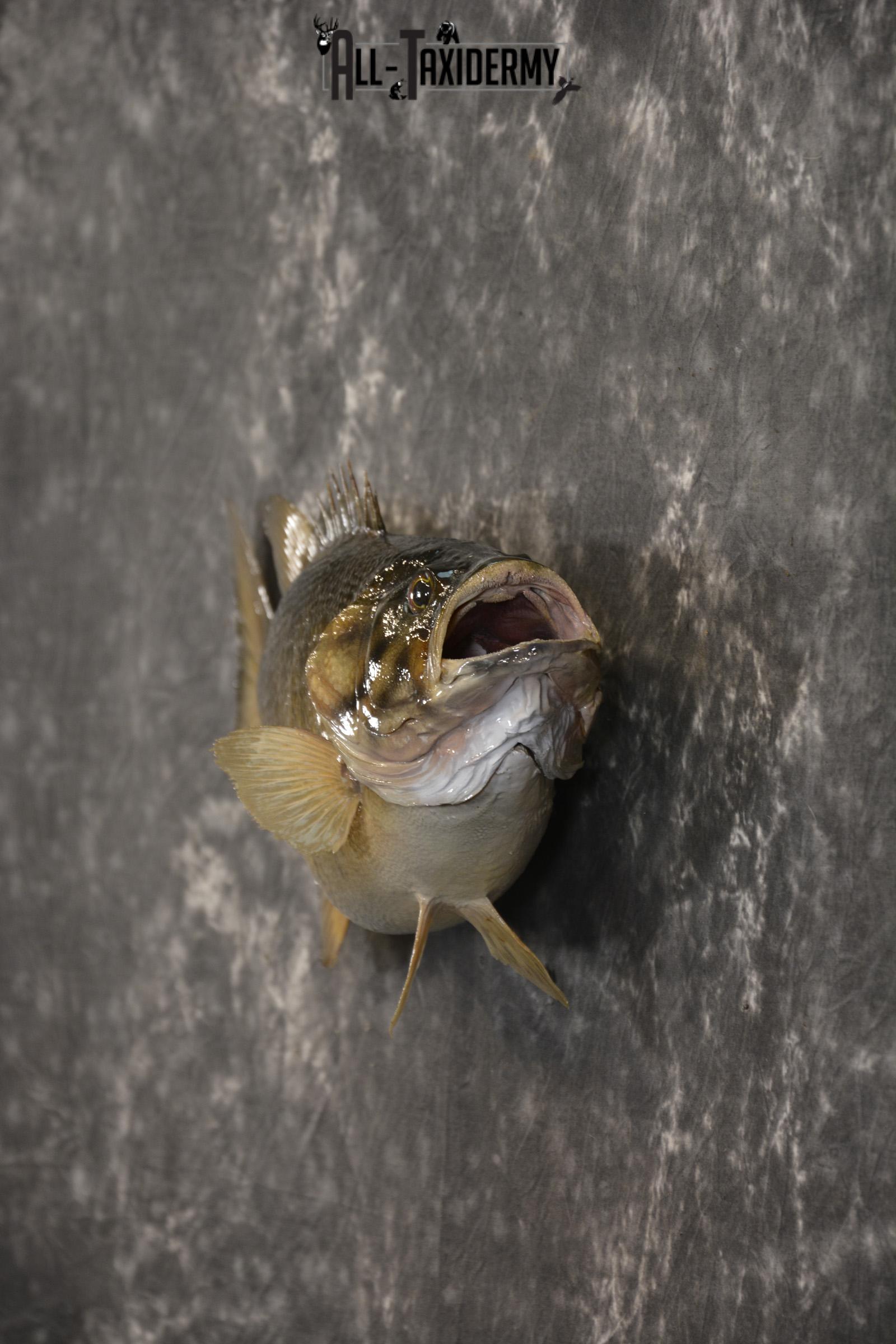 Small Mouth Bass taxidermy mount for sale SKU 2139 - Image 4