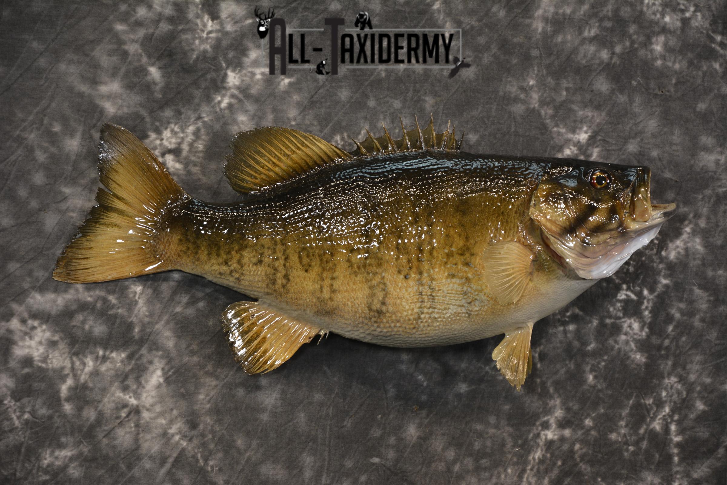 Small Mouth Bass taxidermy mount for sale SKU 2139 - Image 3