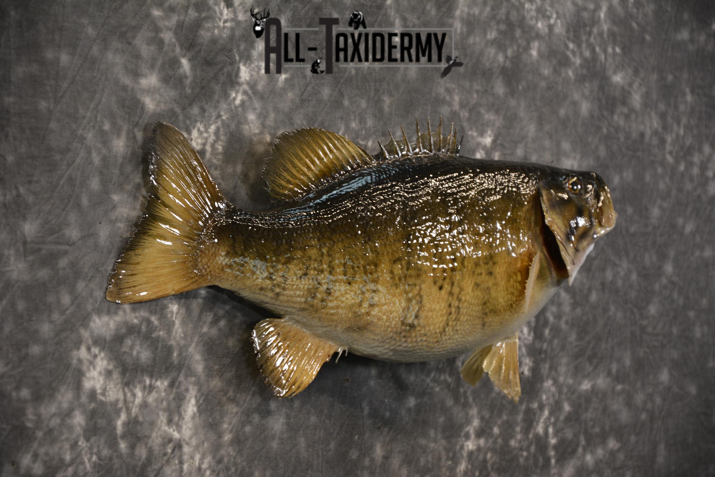 Small Mouth Bass taxidermy mount for sale SKU 2139 - Image 2