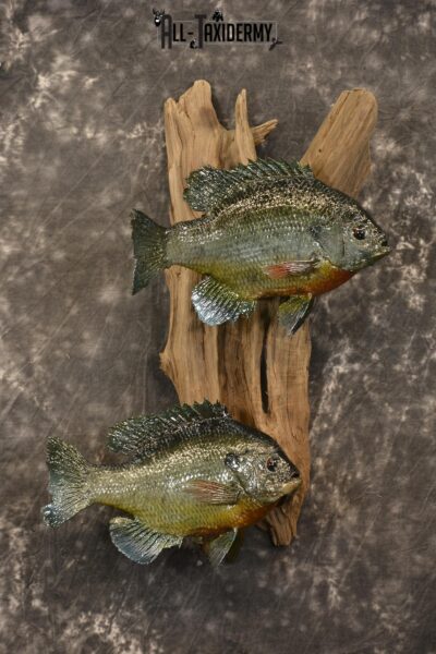 2 Vibrant Colorful Bluegills Taxidermy Fish SKU 2144