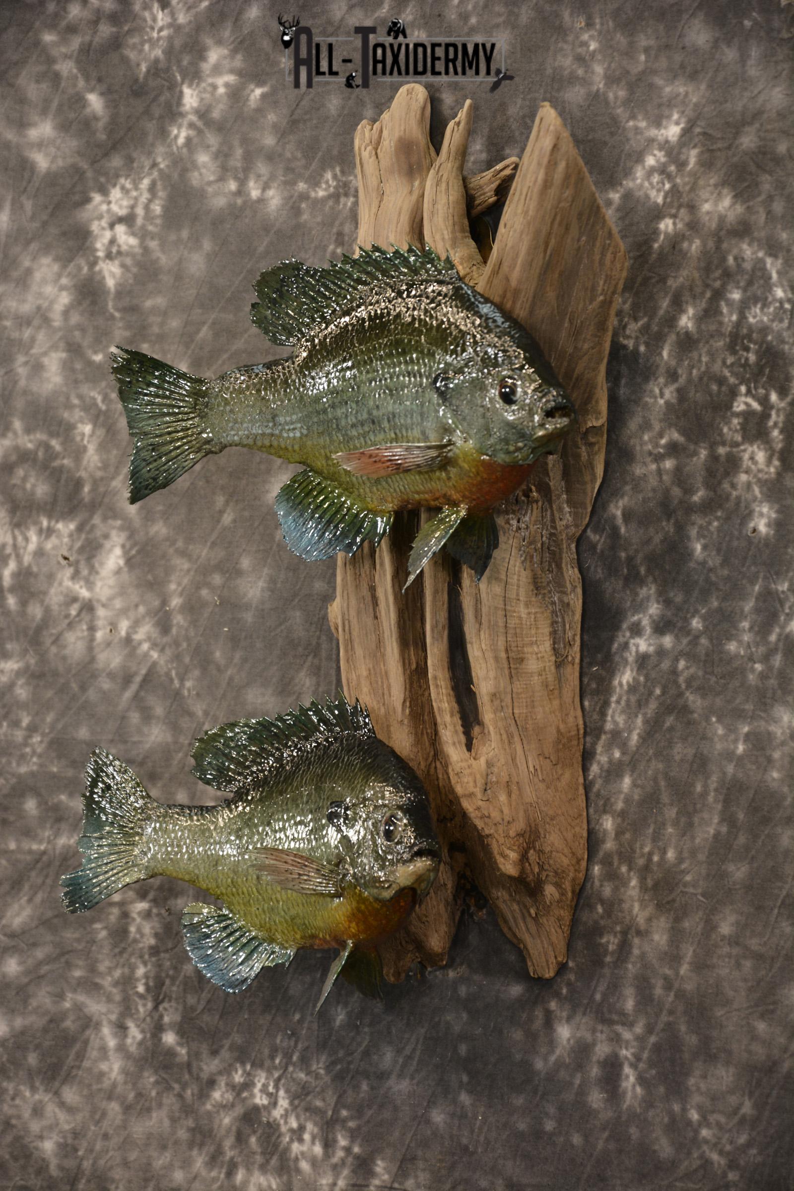 2 Vibrant Colorful Bluegills Taxidermy Fish SKU 2144 - Image 5