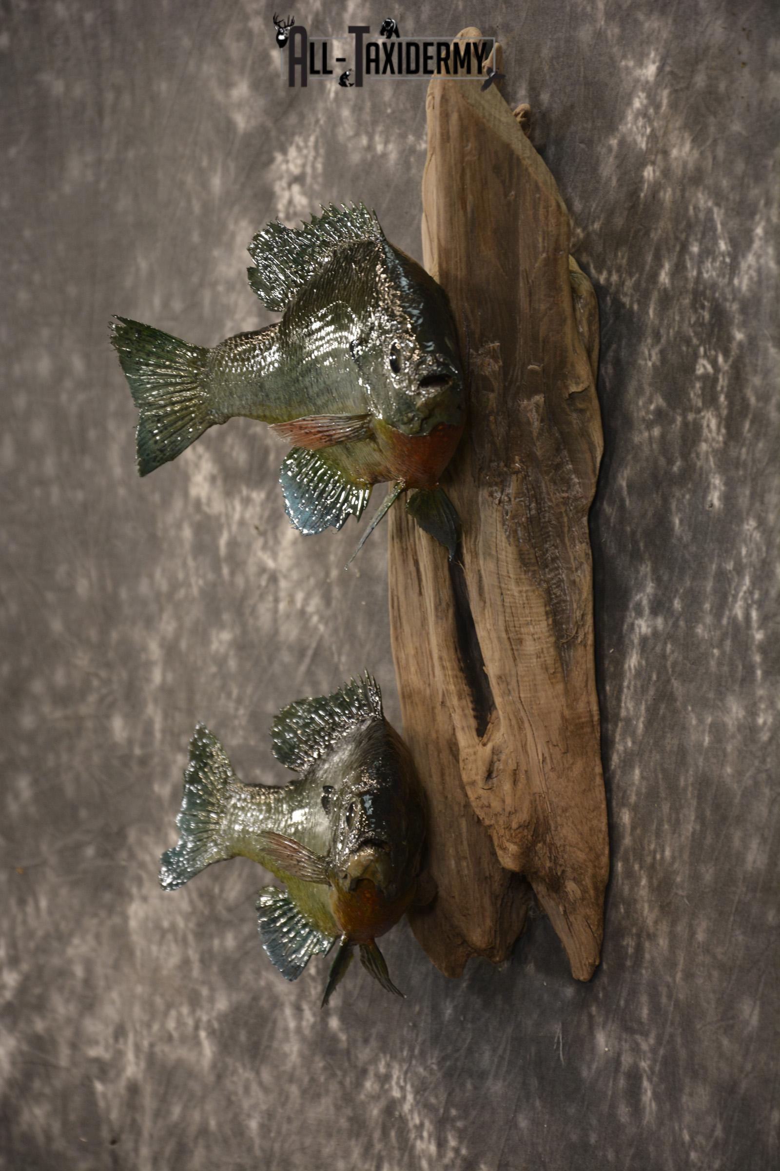 2 Vibrant Colorful Bluegills Taxidermy Fish SKU 2144 - Image 4