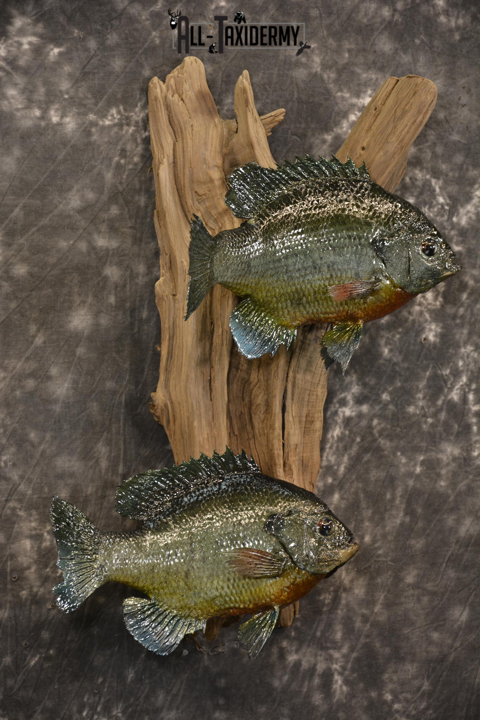 2 Vibrant Colorful Bluegills Taxidermy Fish SKU 2144 - Image 3
