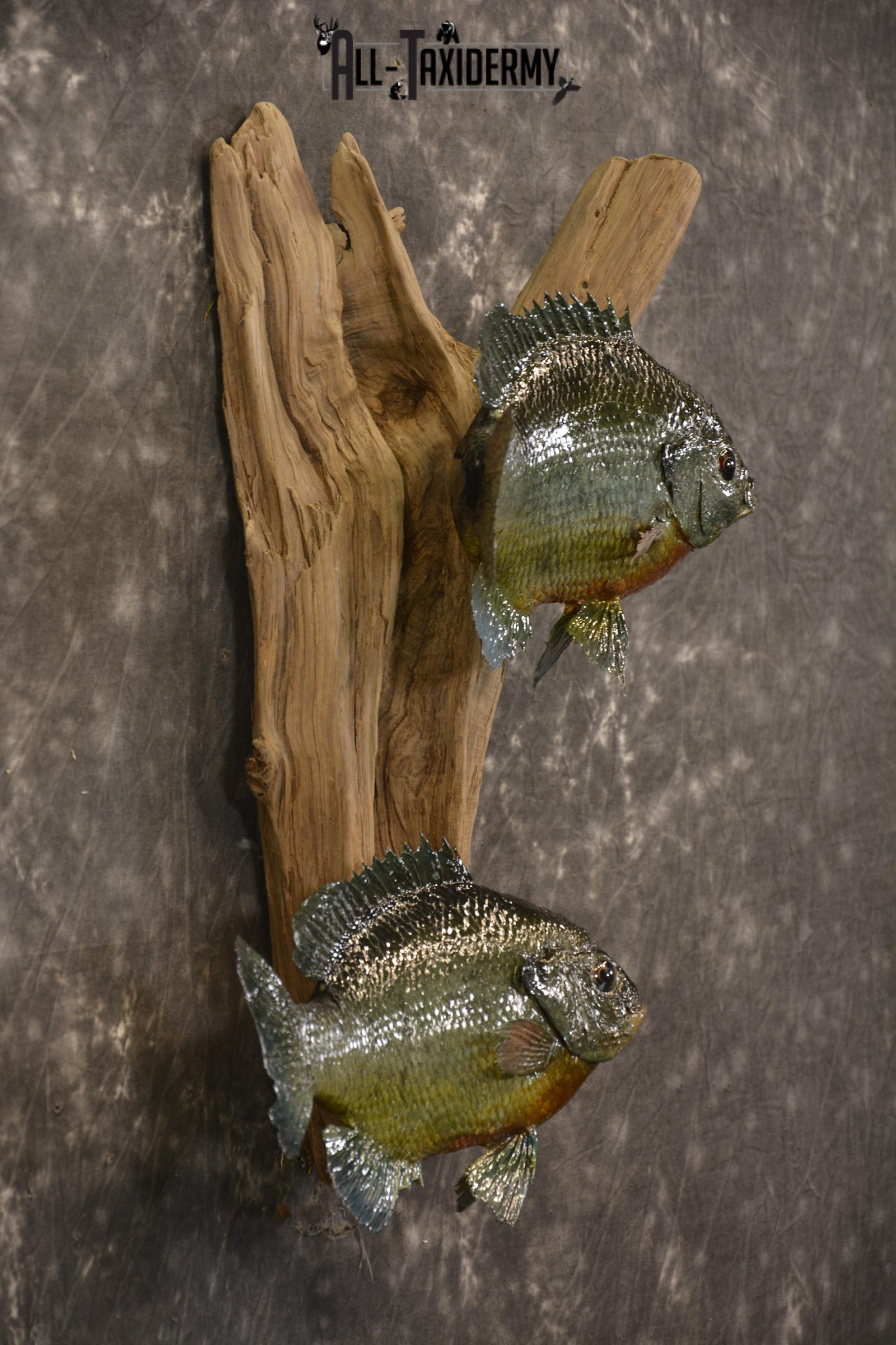 2 Vibrant Colorful Bluegills Taxidermy Fish SKU 2144 - Image 2