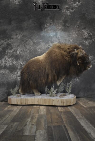 Full Body Muskox taxidermy mount for sale SKU 2089