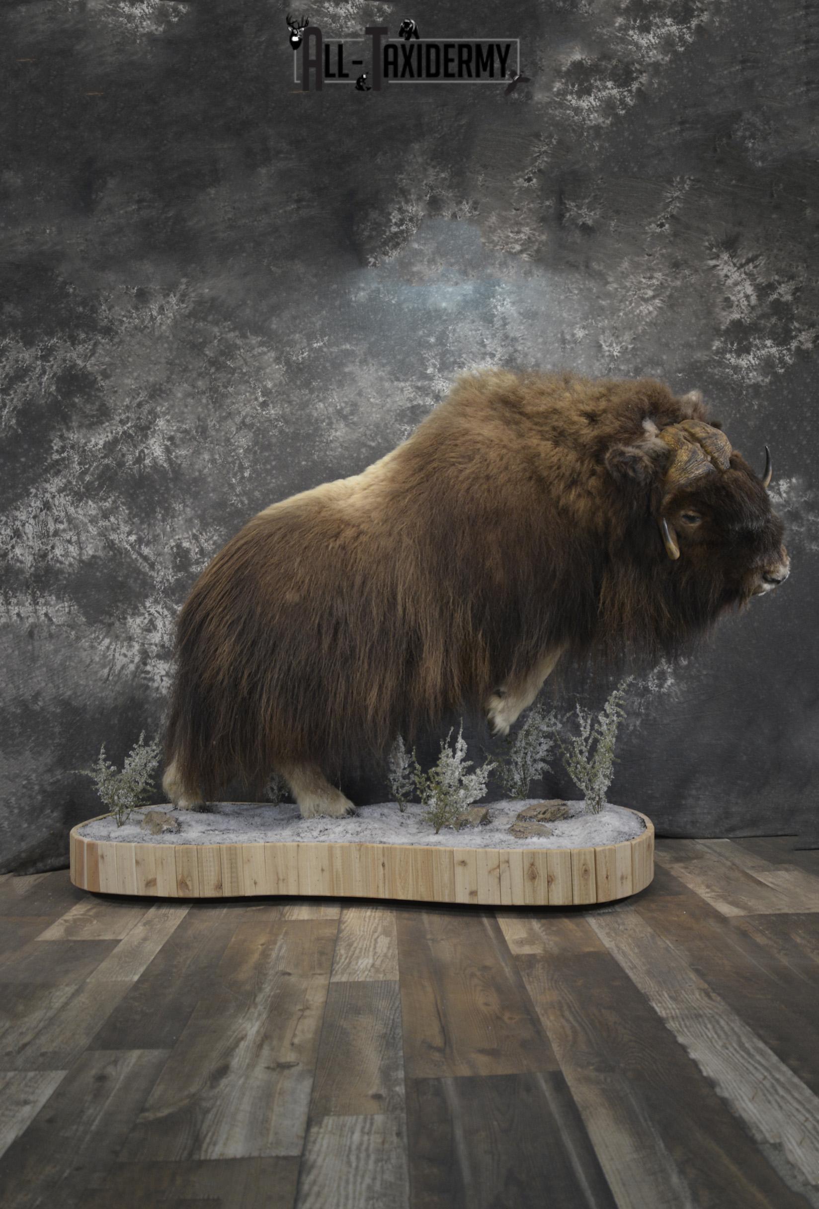Full Body Muskox taxidermy mount for sale SKU 2089