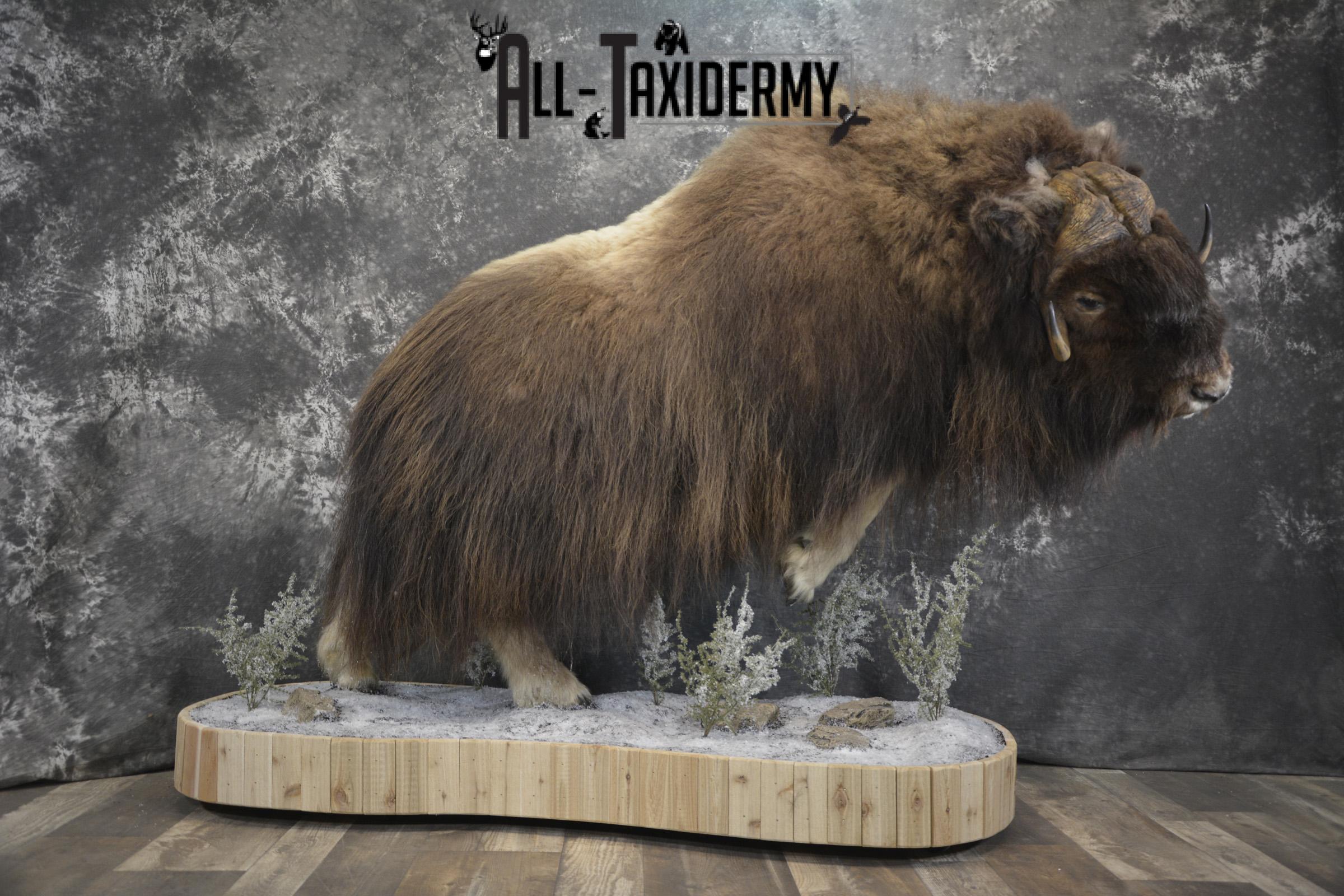 Full Body Muskox taxidermy mount for sale SKU 2089 - Image 26