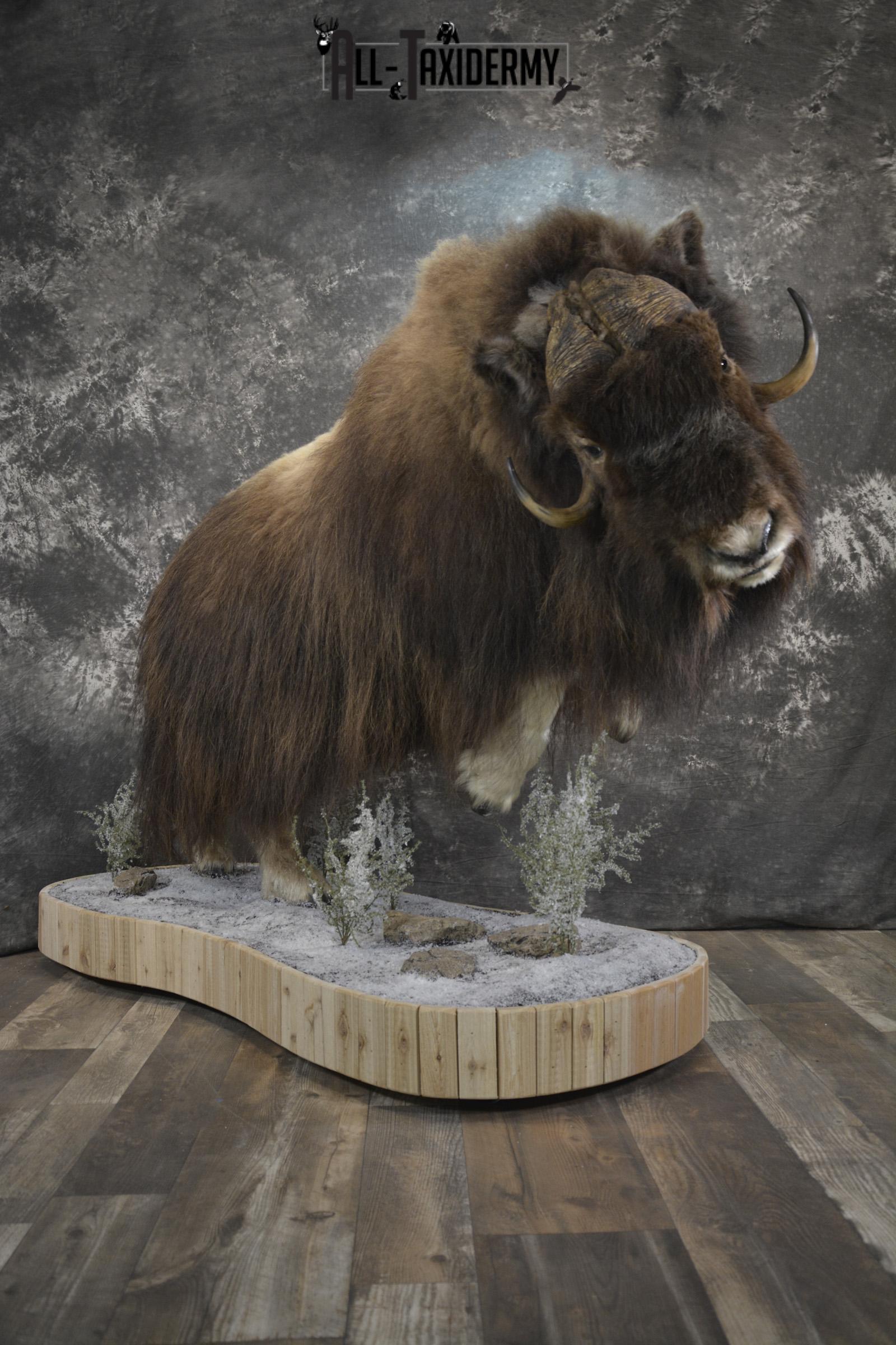 Life Size Musk Ox Taxidermy