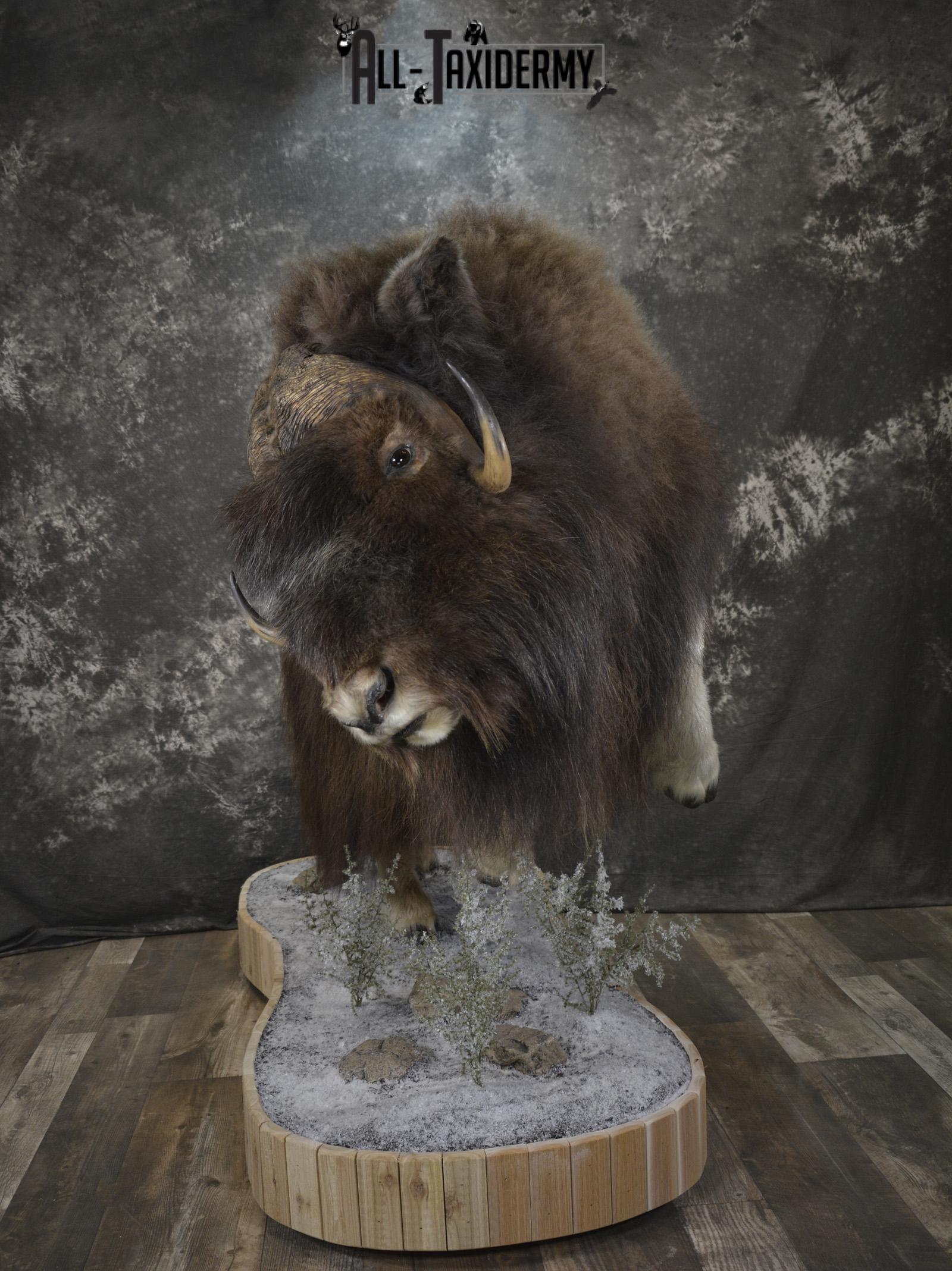 Full Body Muskox taxidermy mount for sale SKU 2089 - Image 24