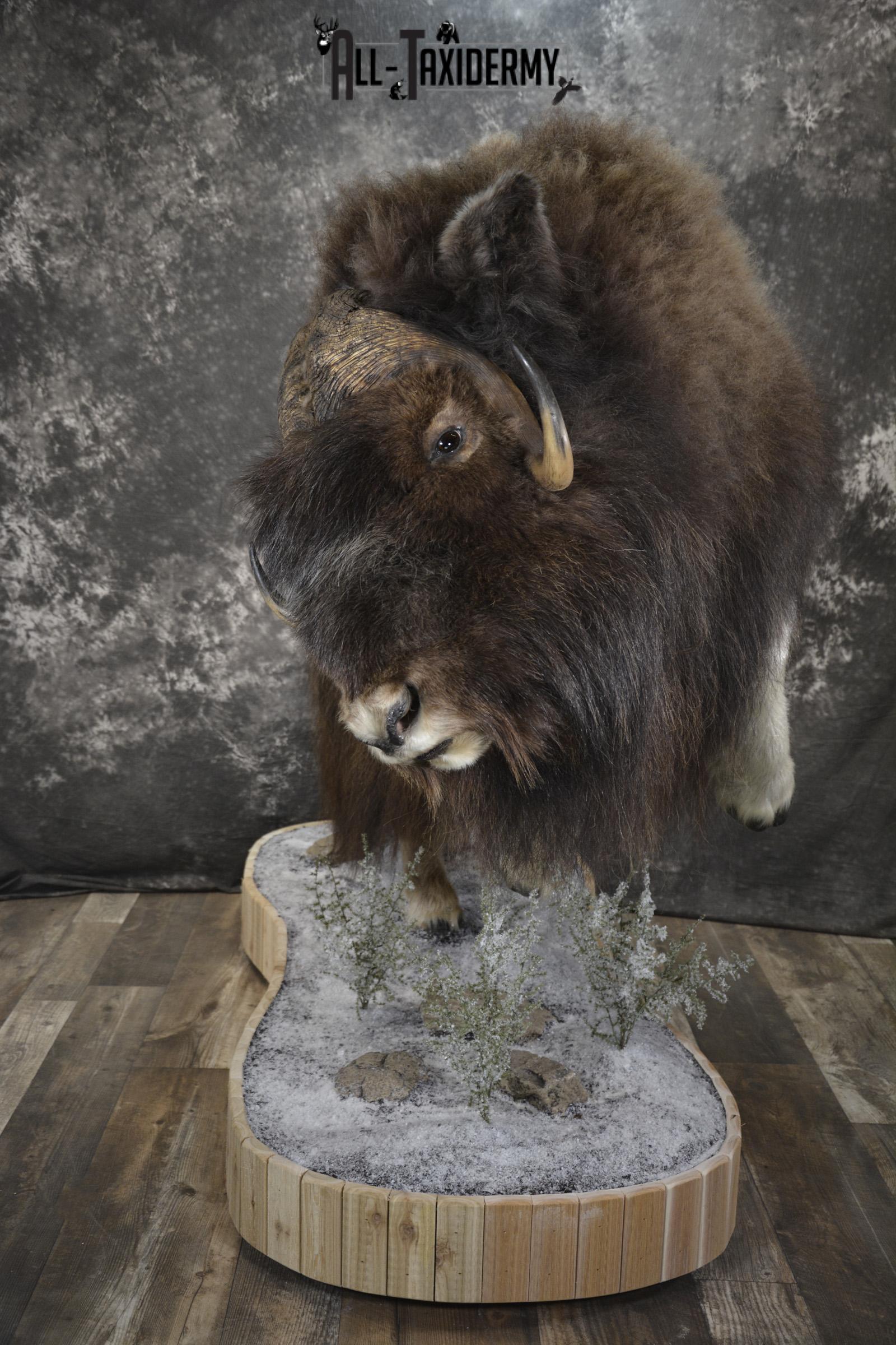 Full Body Muskox taxidermy mount for sale SKU 2089 - Image 23