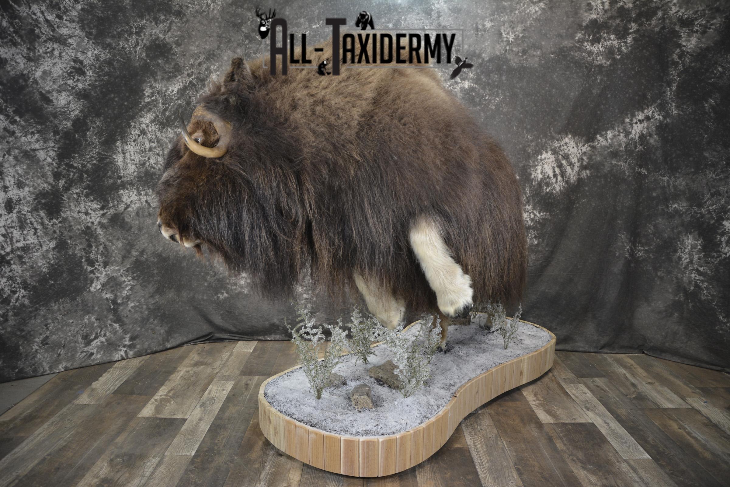Full Body Muskox taxidermy mount for sale SKU 2089 - Image 22