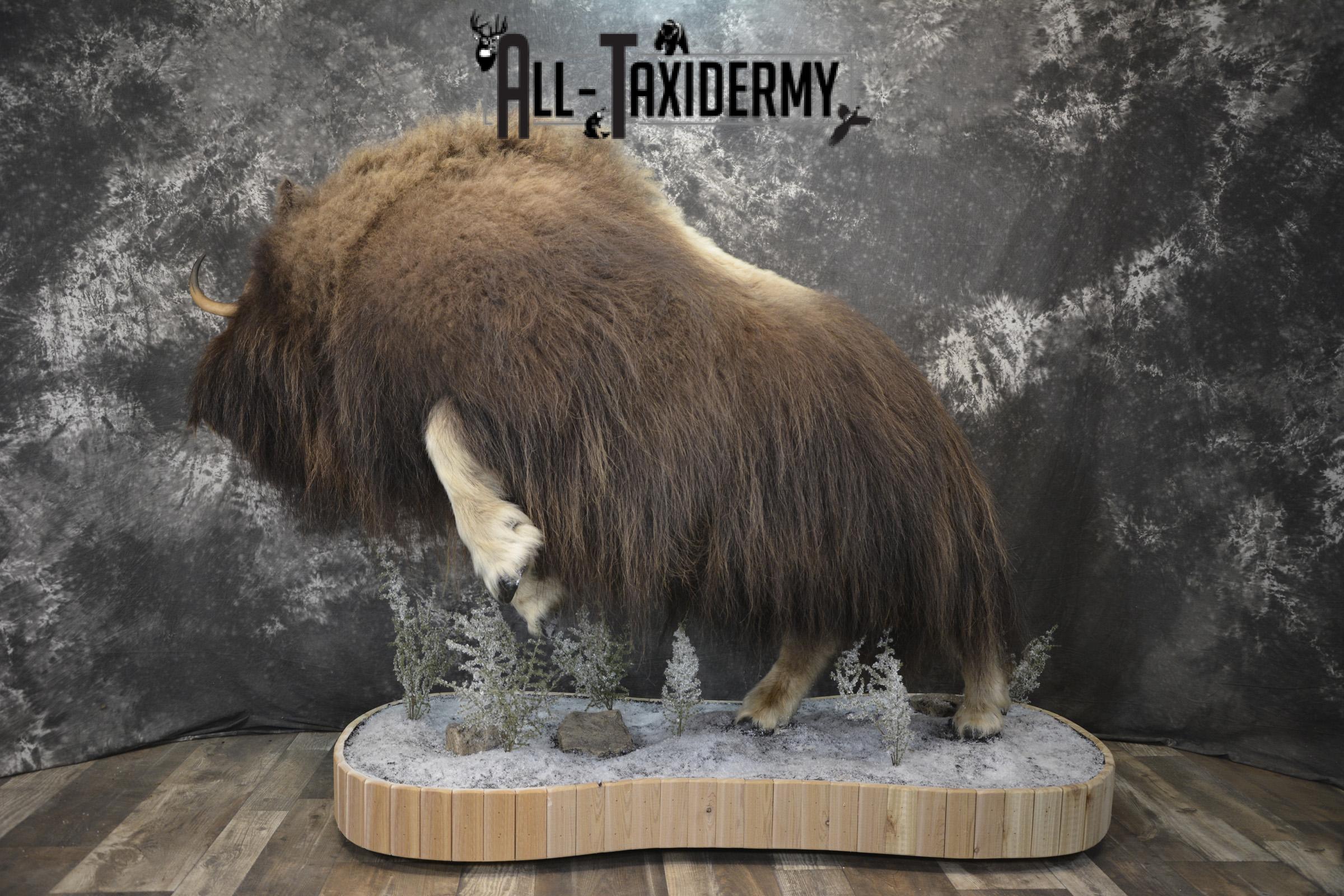 Full Body Muskox taxidermy mount for sale SKU 2089 - Image 21