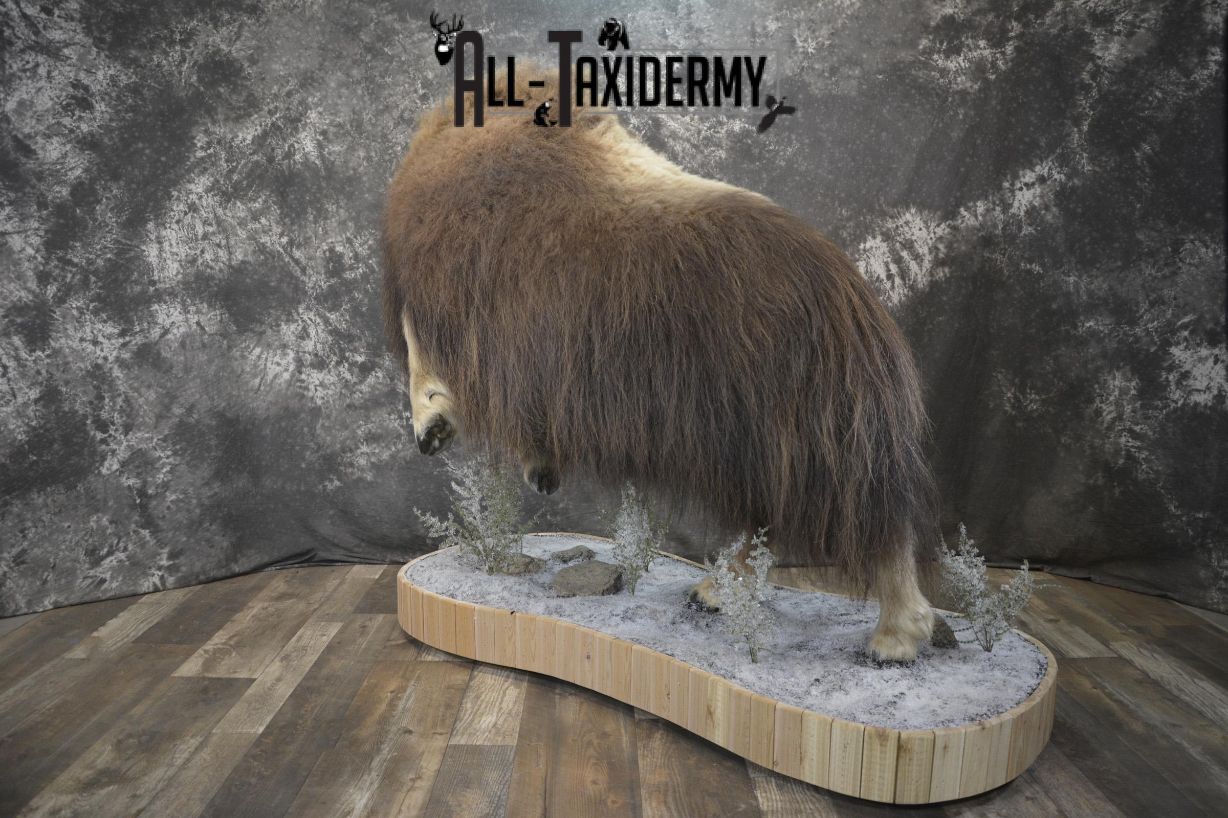 Full Body Muskox taxidermy mount for sale SKU 2089 - Image 20